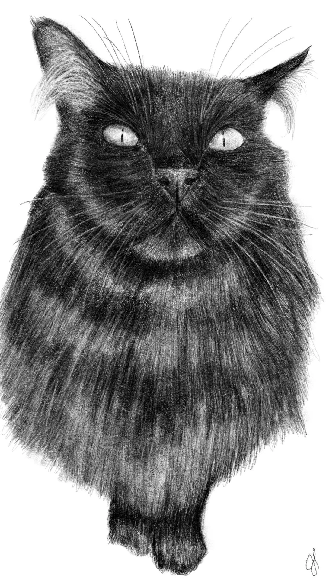 "Kavo"  | Digital Illustration | 2018