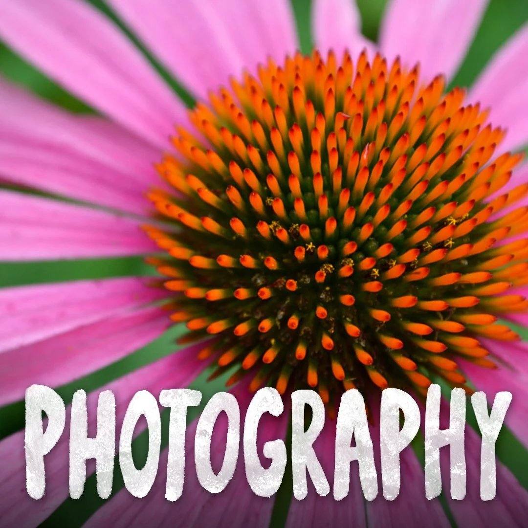 View the photography portfolio of Jenny Hearns.