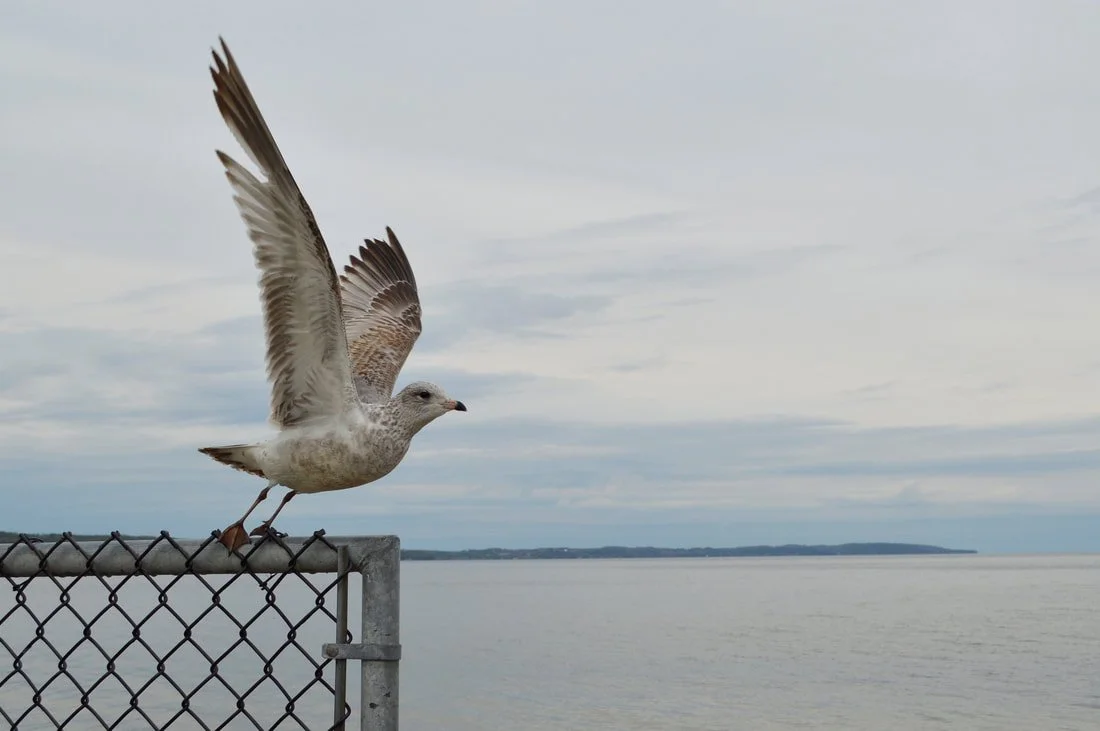 seagull-1.jpg