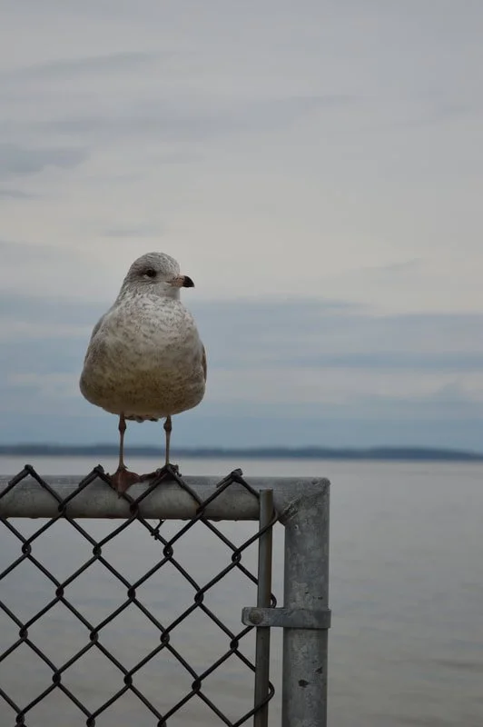 seagull-3.jpg