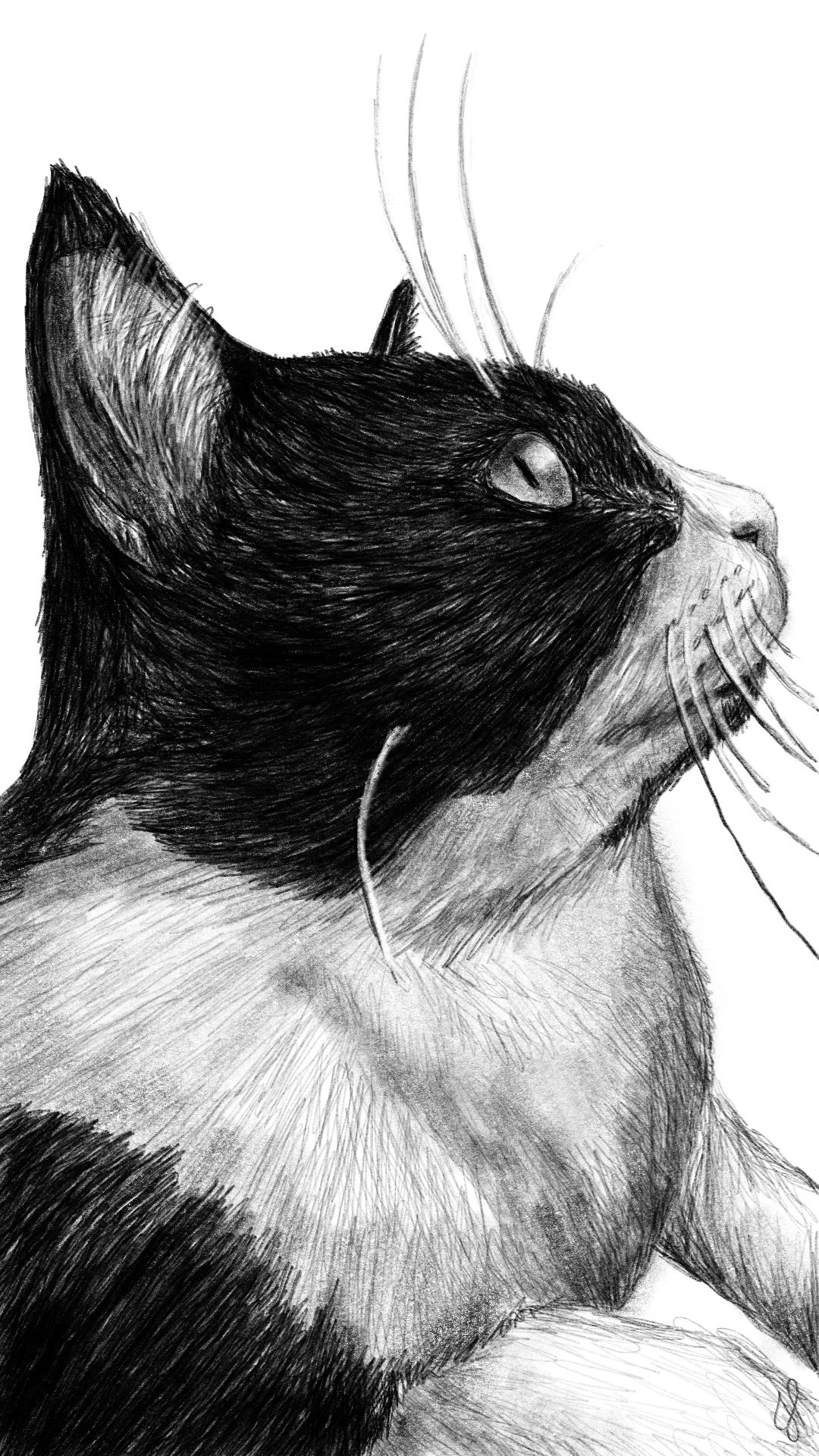 "Chance"  | Digital Illustration | 2018