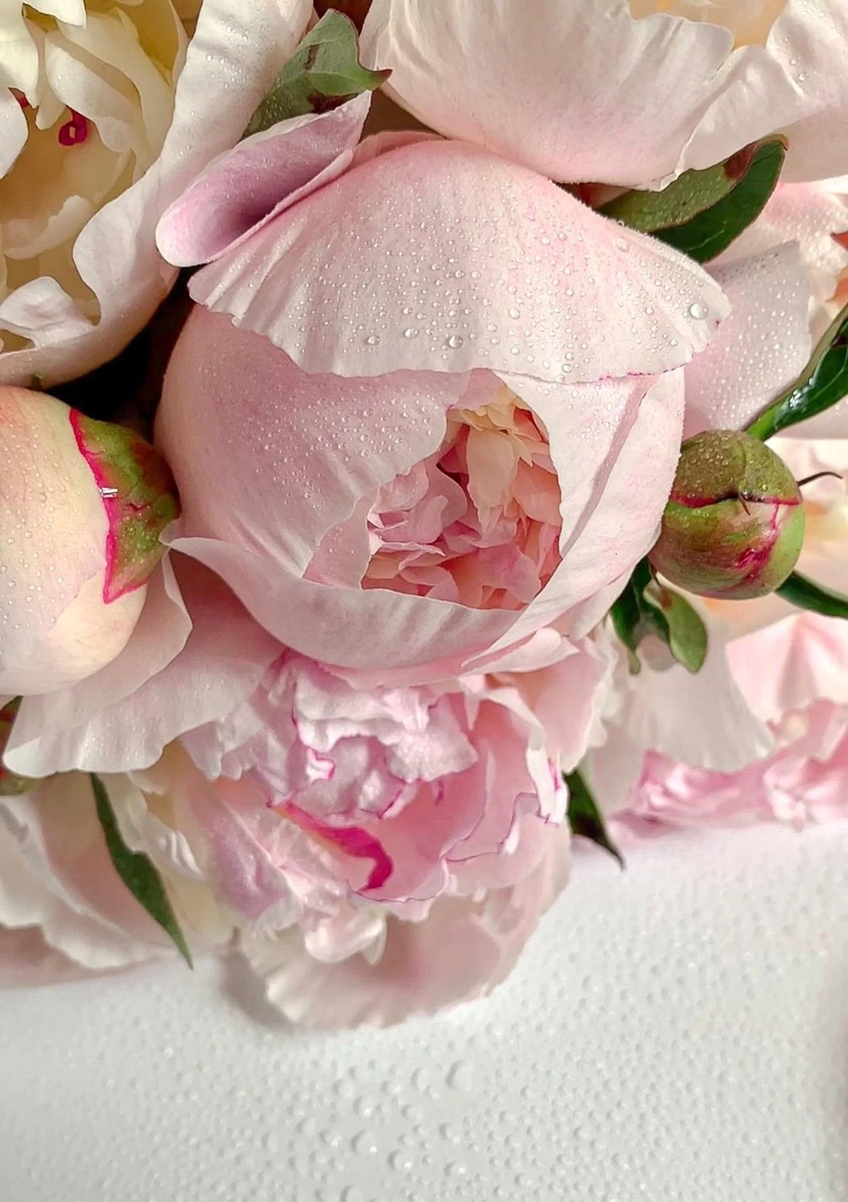  Peony power •  This vibrant display features soft hues of pinks and reds, mimicking the beauty of a sunset, ideal for adding a bold splash of color and passion.