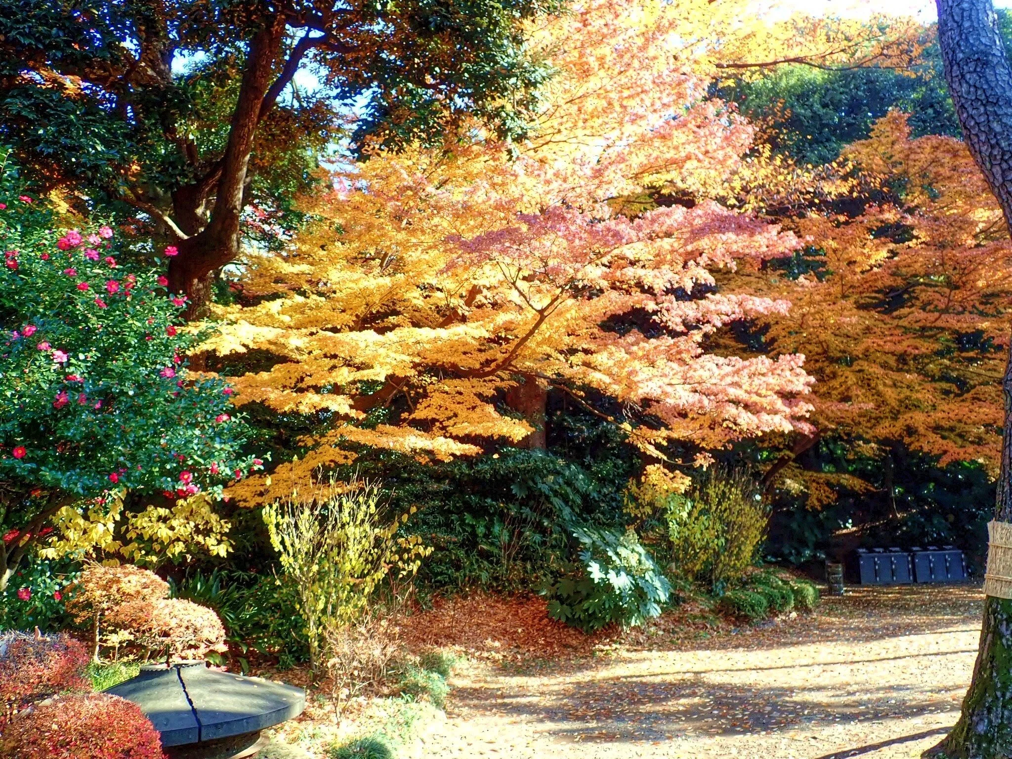 Autumn maples and ginkgo over a garden path at Koishikawa Korakuen, Tokyo