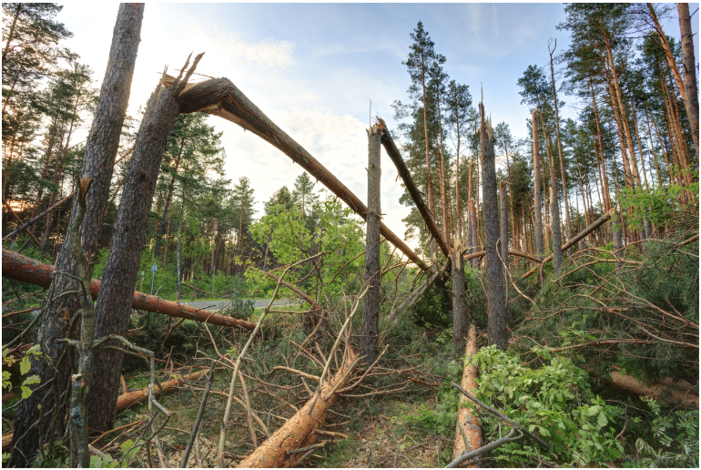 CFM Opens Helping Friends and Neighbors Fund for Disaster Relief
