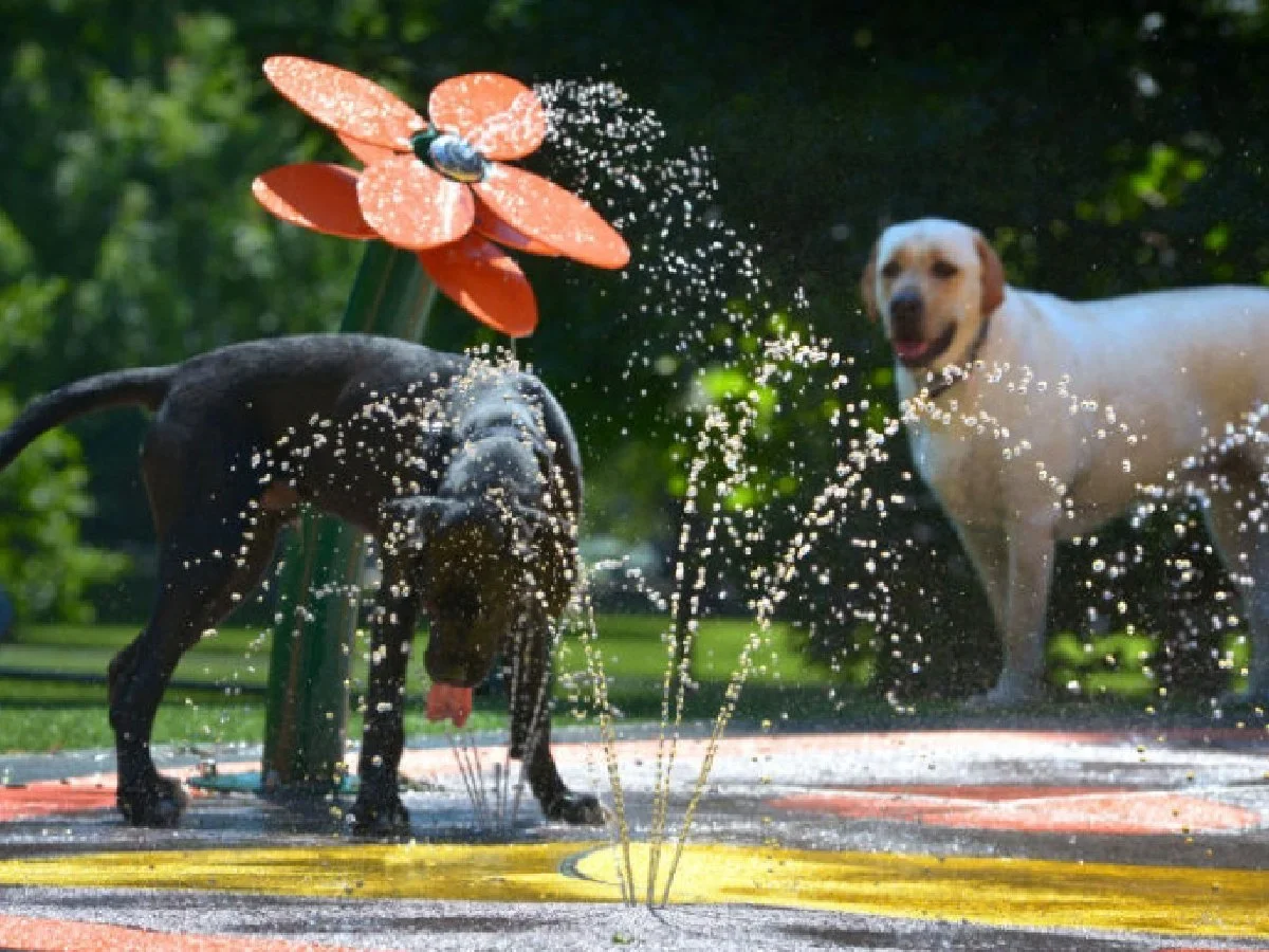  Example of a dog park for the Old High School Field Site in Carthage. 