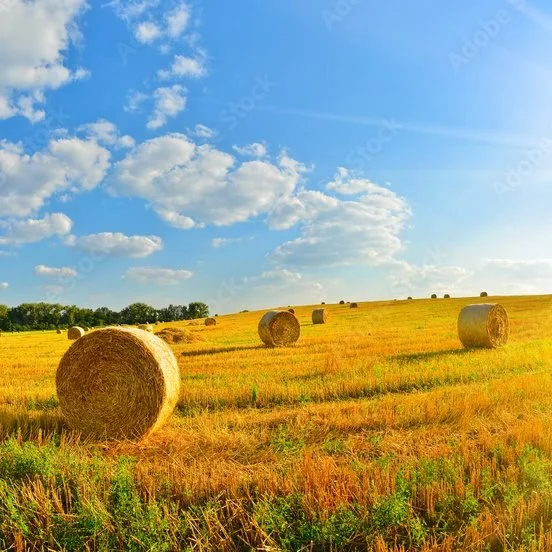 An environmental shot of a farm scene with hay and blue sky.