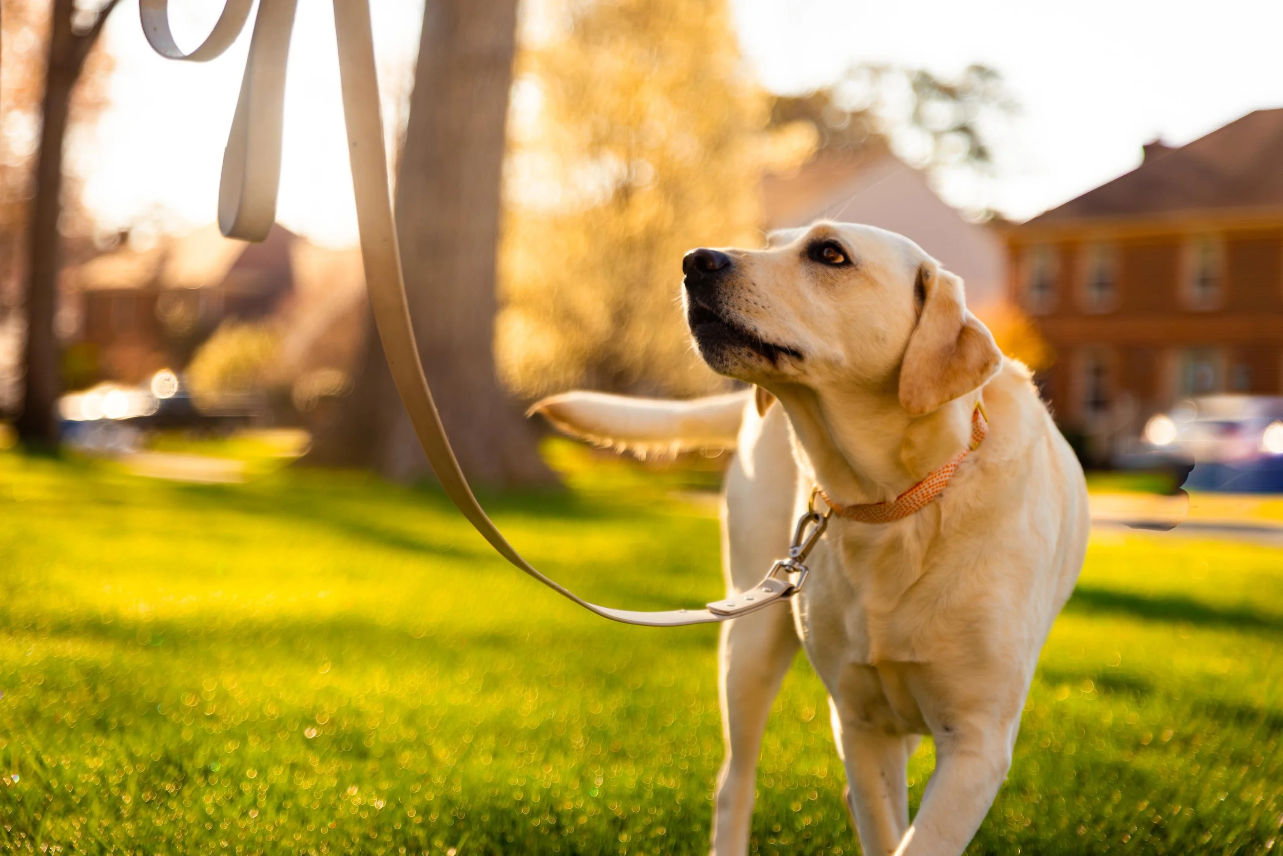 A yellow Labrador retriever dog on a leash walking in a grassy park during autumn, with trees and residential houses in the background, illuminated by golden late afternoon sunlight.
