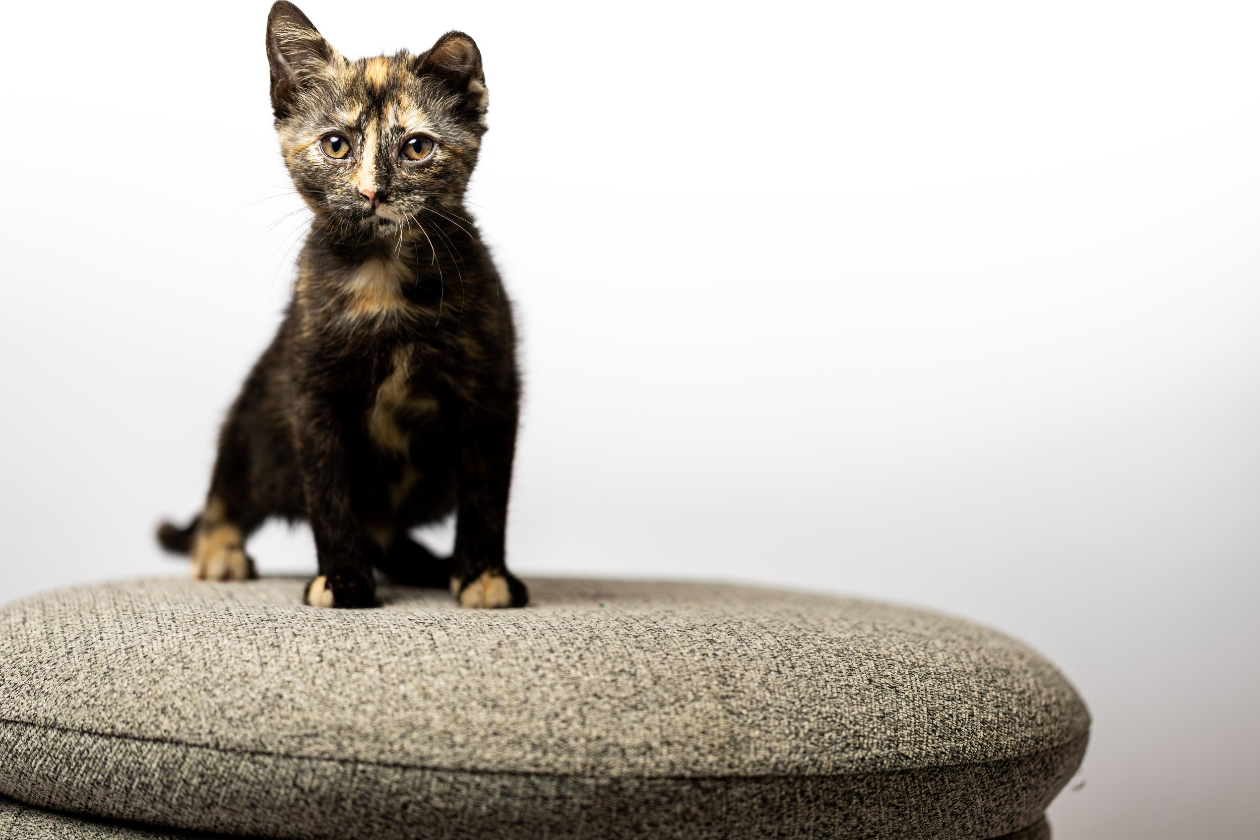 A tortoiseshell cat with orange, black, and cream fur standing on a gray fabric cushion against a plain white background.