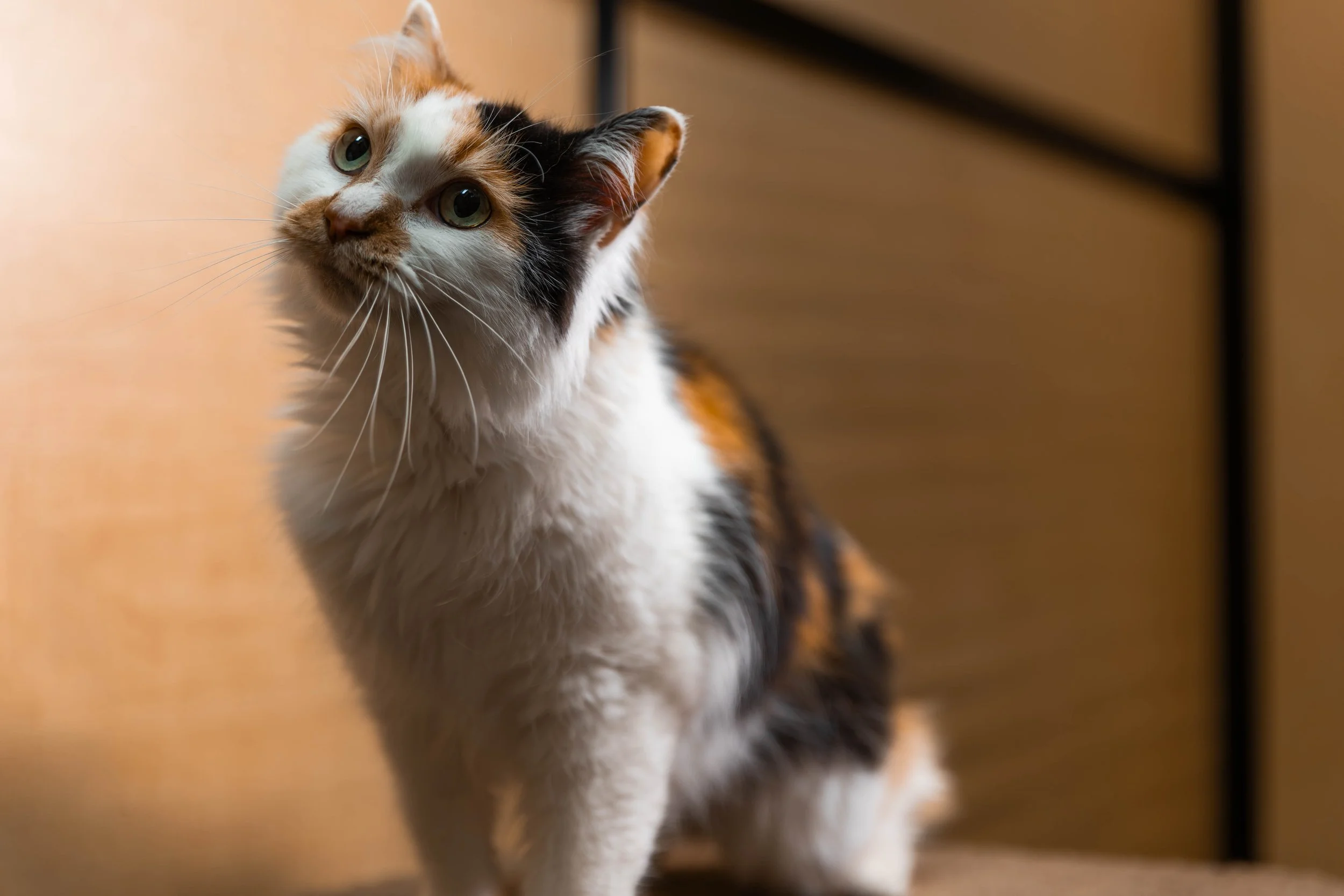 A calico cat with white, black, and orange fur looking upward.