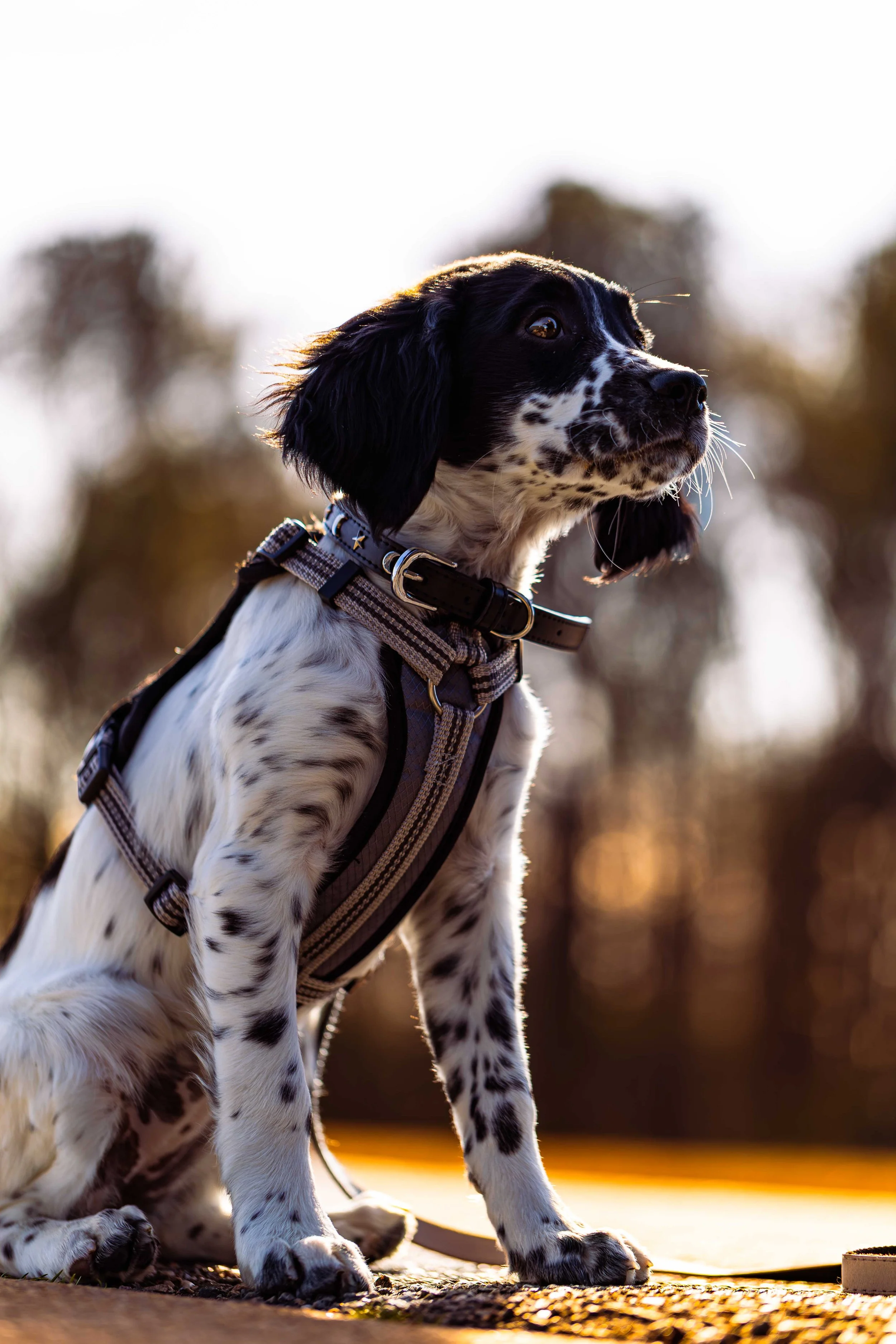 A black and white English Springer Spaniel puppy wearing a harness outdoors during sunset or sunrise.