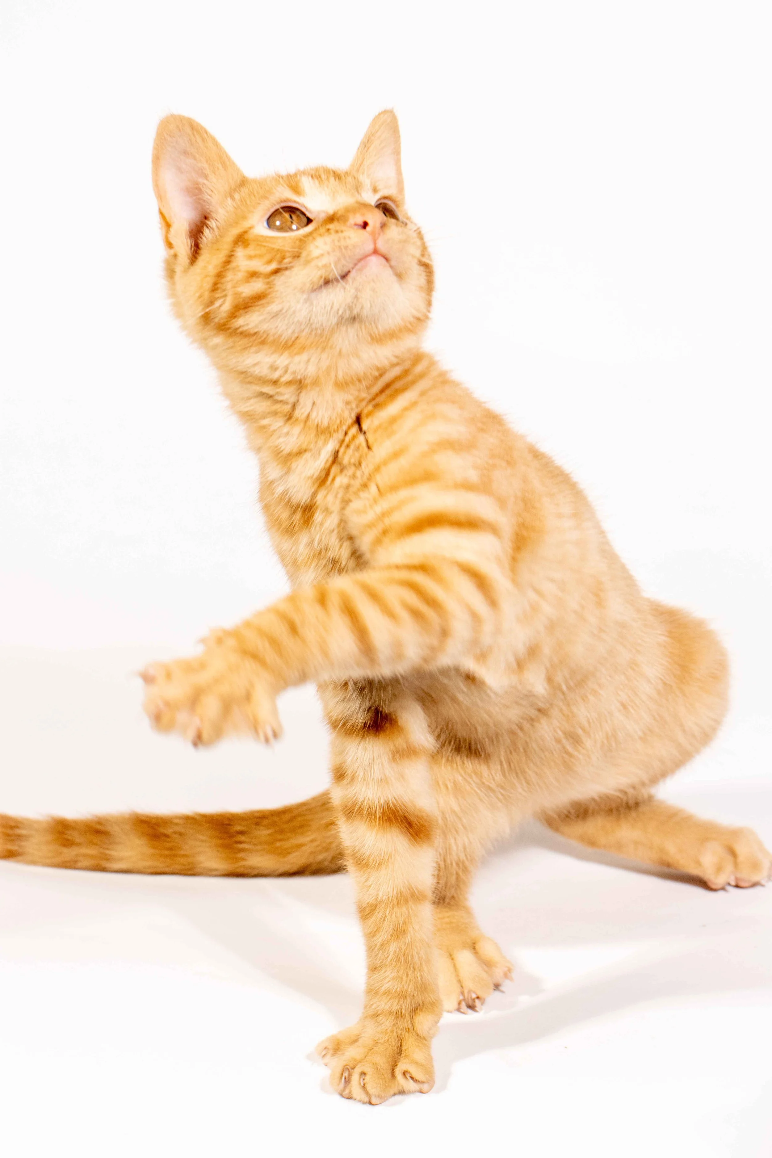 A ginger tabby cat with bright eyes and a raised paw, standing on a white background.