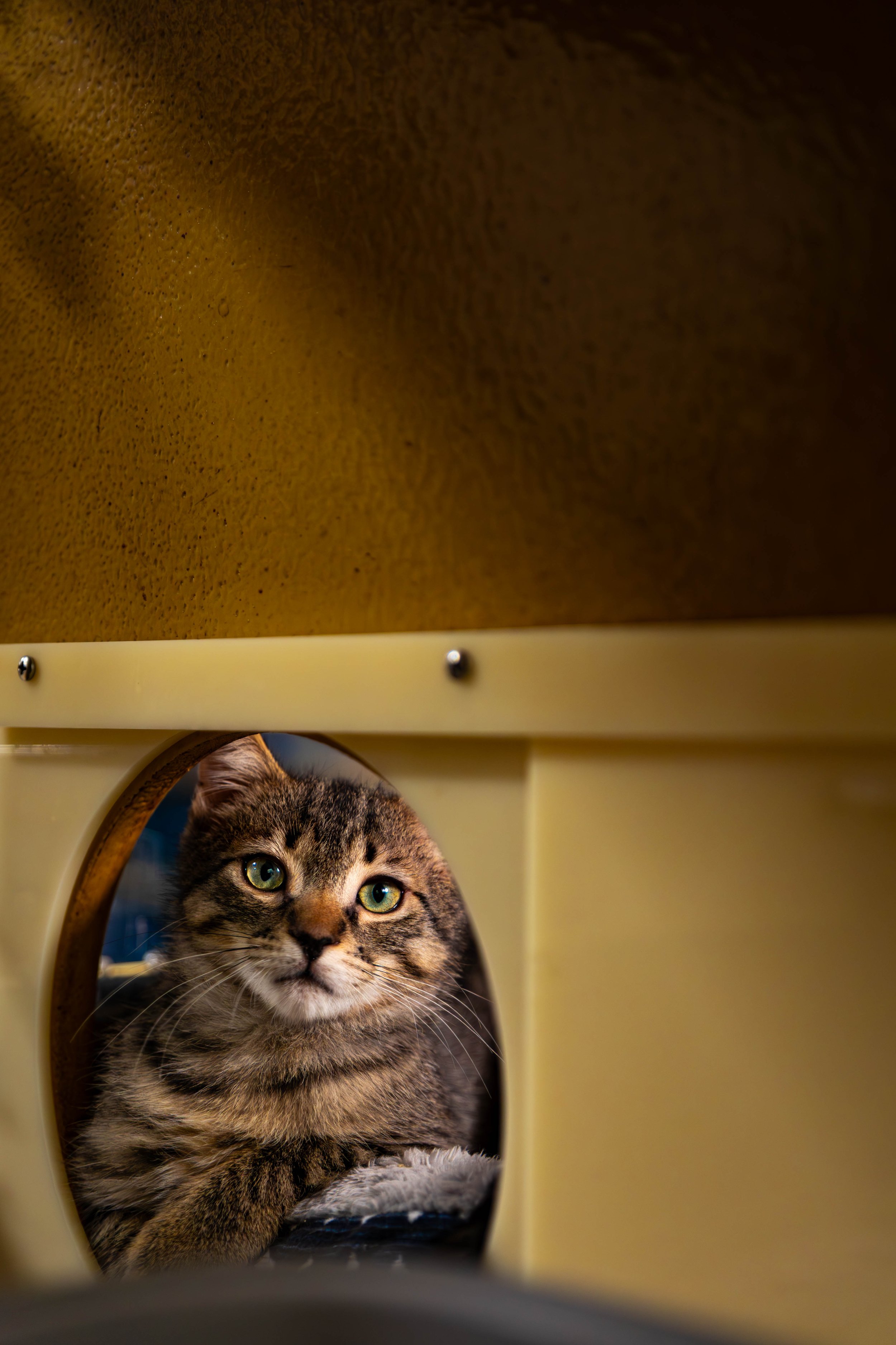 A tabby cat with green eyes resting inside a cutout opening of a beige-colored cat furniture or enclosure.