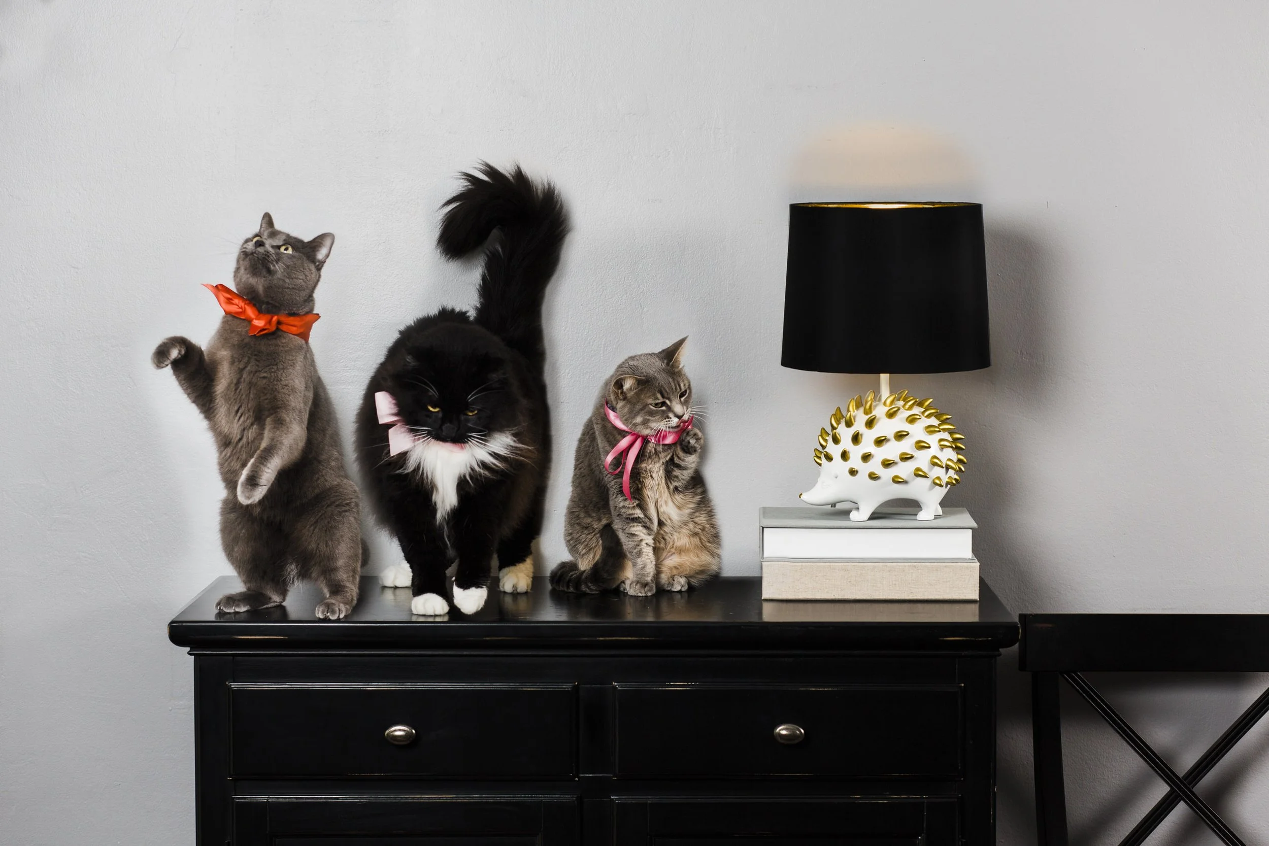 Three cats standing on a black dresser next to a lamp on a small table, all wearing colorful ribbons around their necks, with a plain white wall in the background.