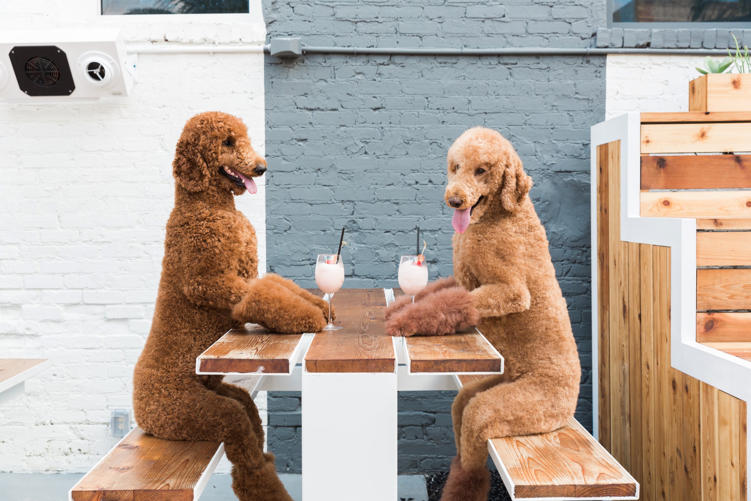 Two poodles sitting at a wooden table with tropical drinks, in front of a white brick wall painted gray, with a window and plants on the right side.