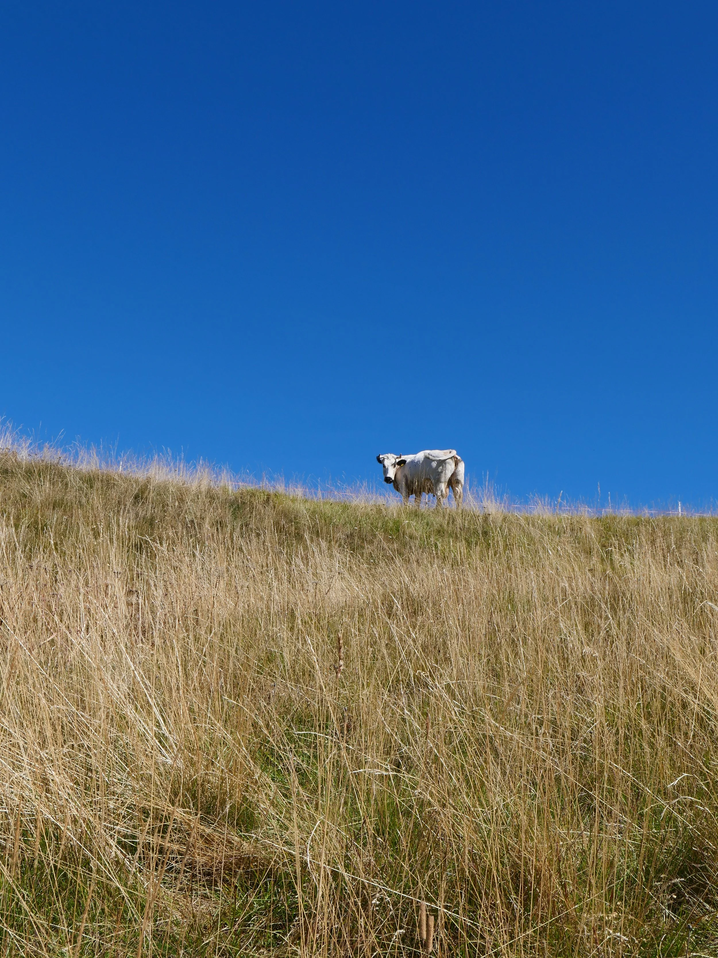View of blue sky and grassy hill bisected by white cow looking back over its shoulder