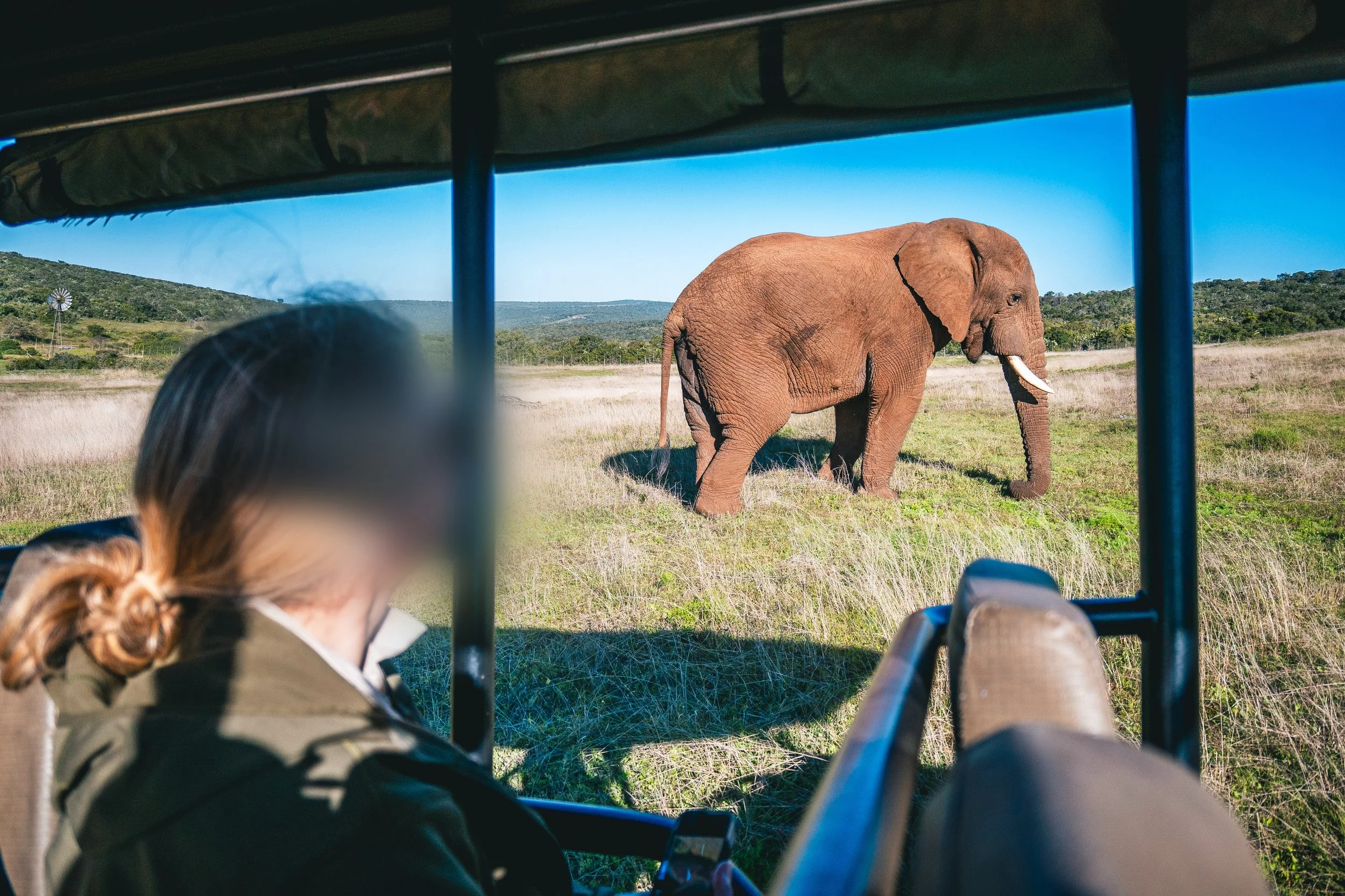 A person sitting in a safari vehicle looking at a large African elephant walking in a grassy plain under a clear blue sky.