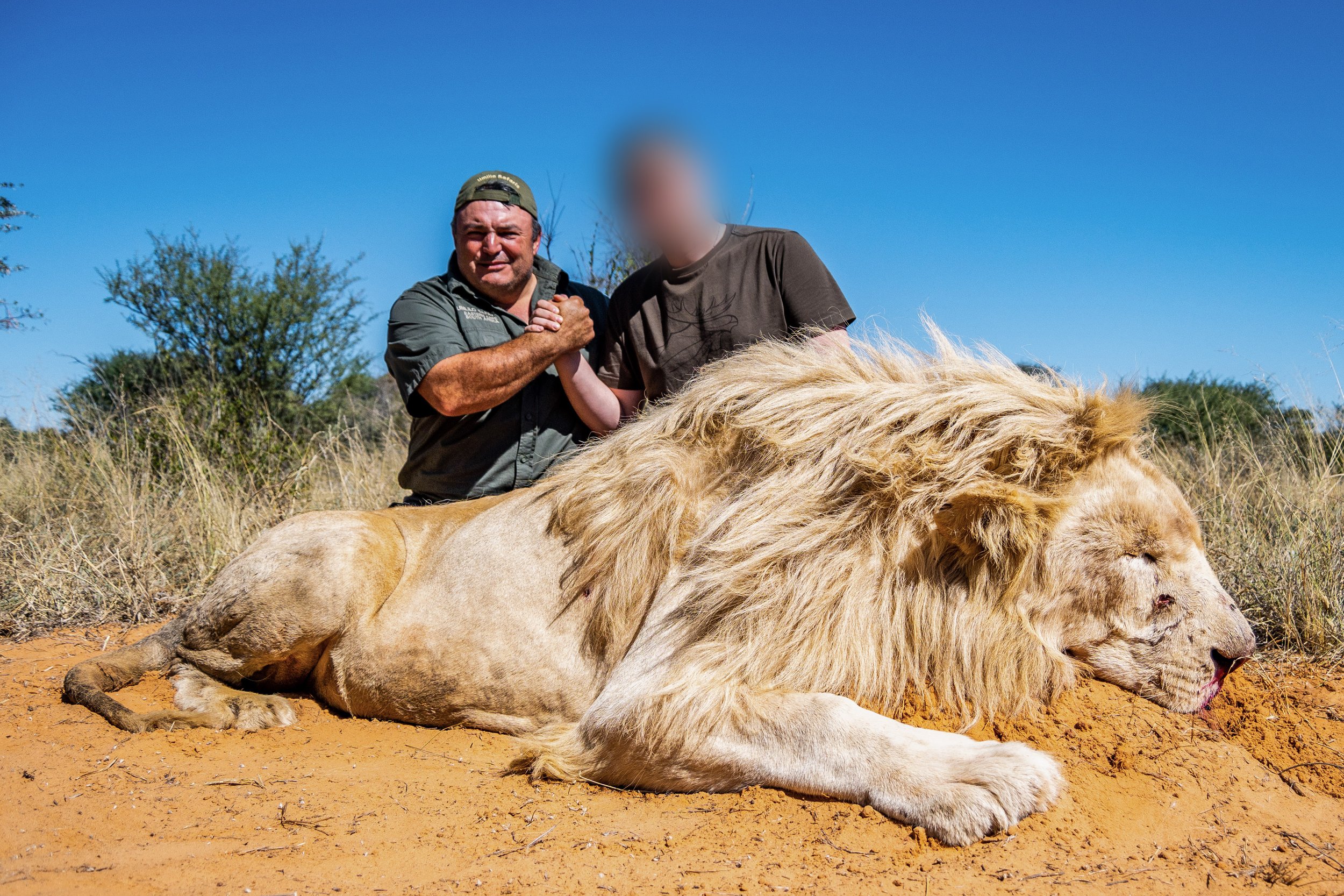 White Lion (Male) - Trophy