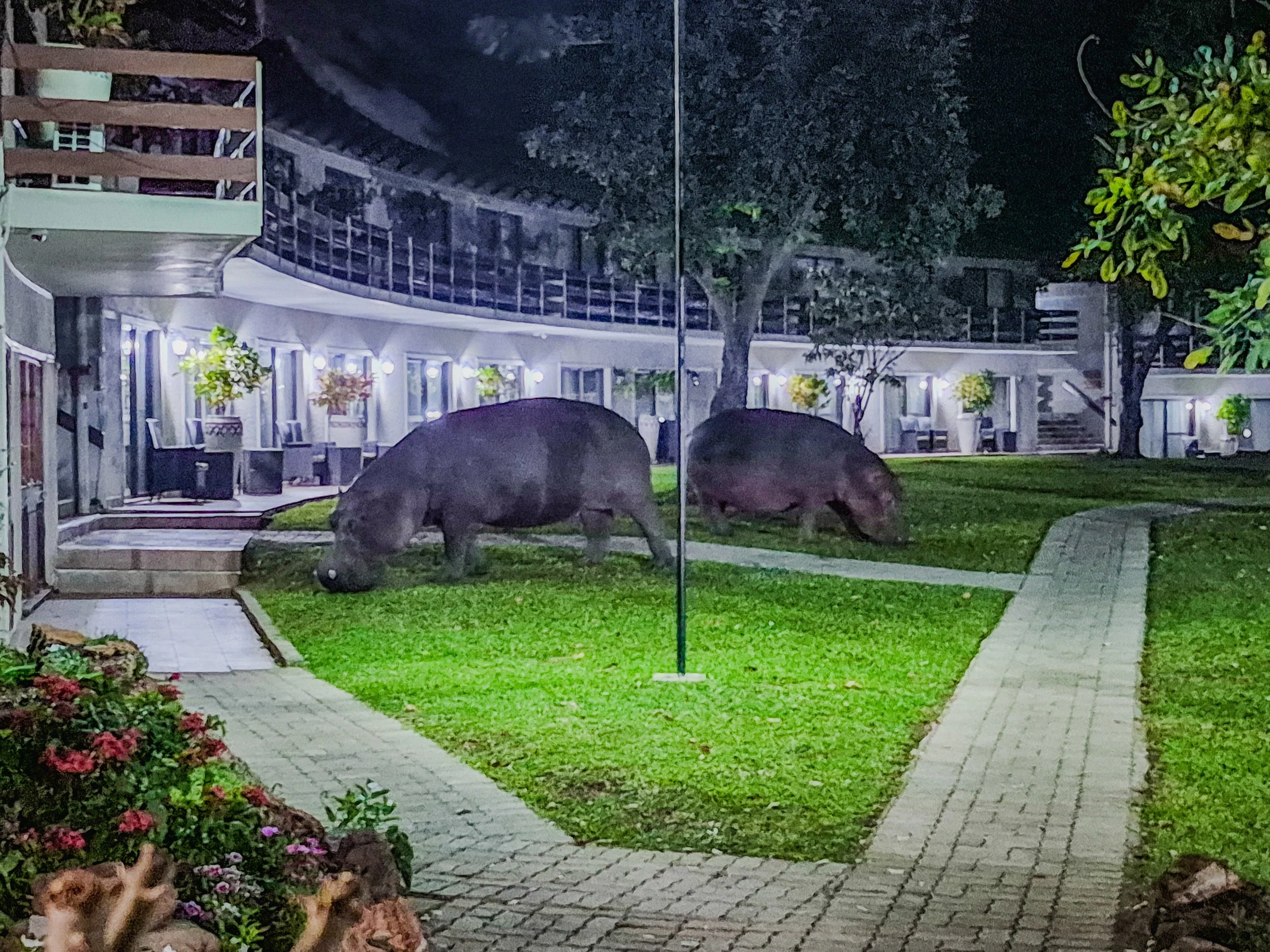 Two hippopotamuses grazing on grass in a backyard at night with outdoor lighting, plants, flowers, and a brick walkway.