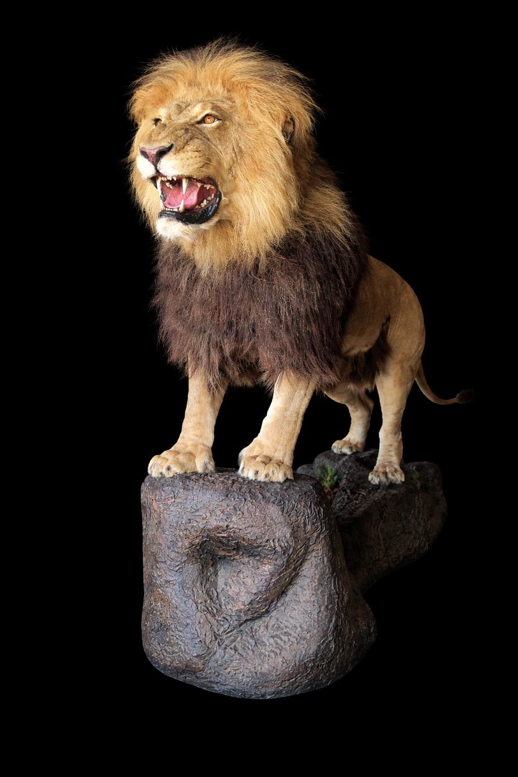 A realistic sculpture of a lion with a golden mane, standing on a rock, with a black background.