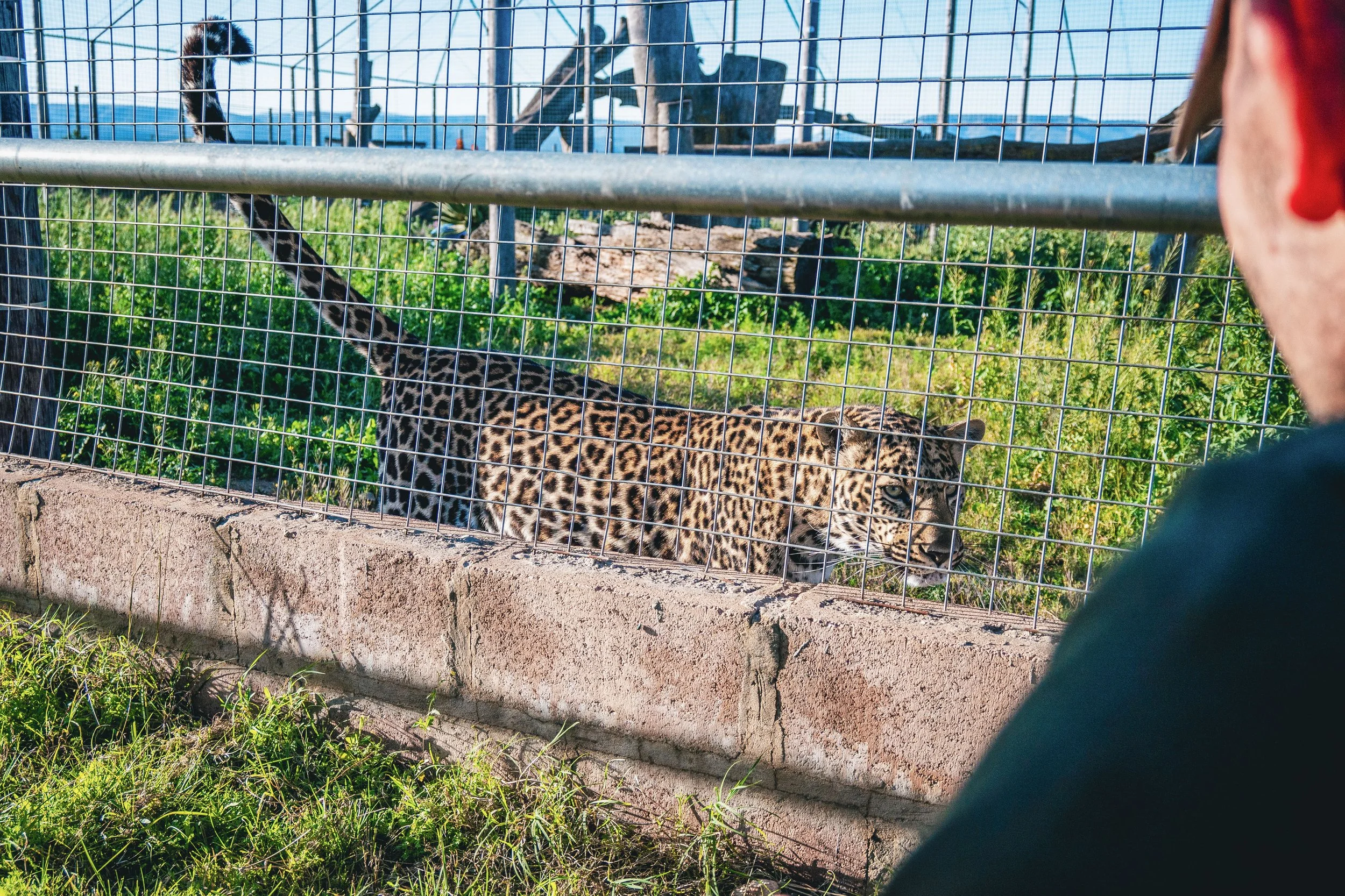 A person observing a jaguar inside a fenced enclosure at a zoo or wildlife park.