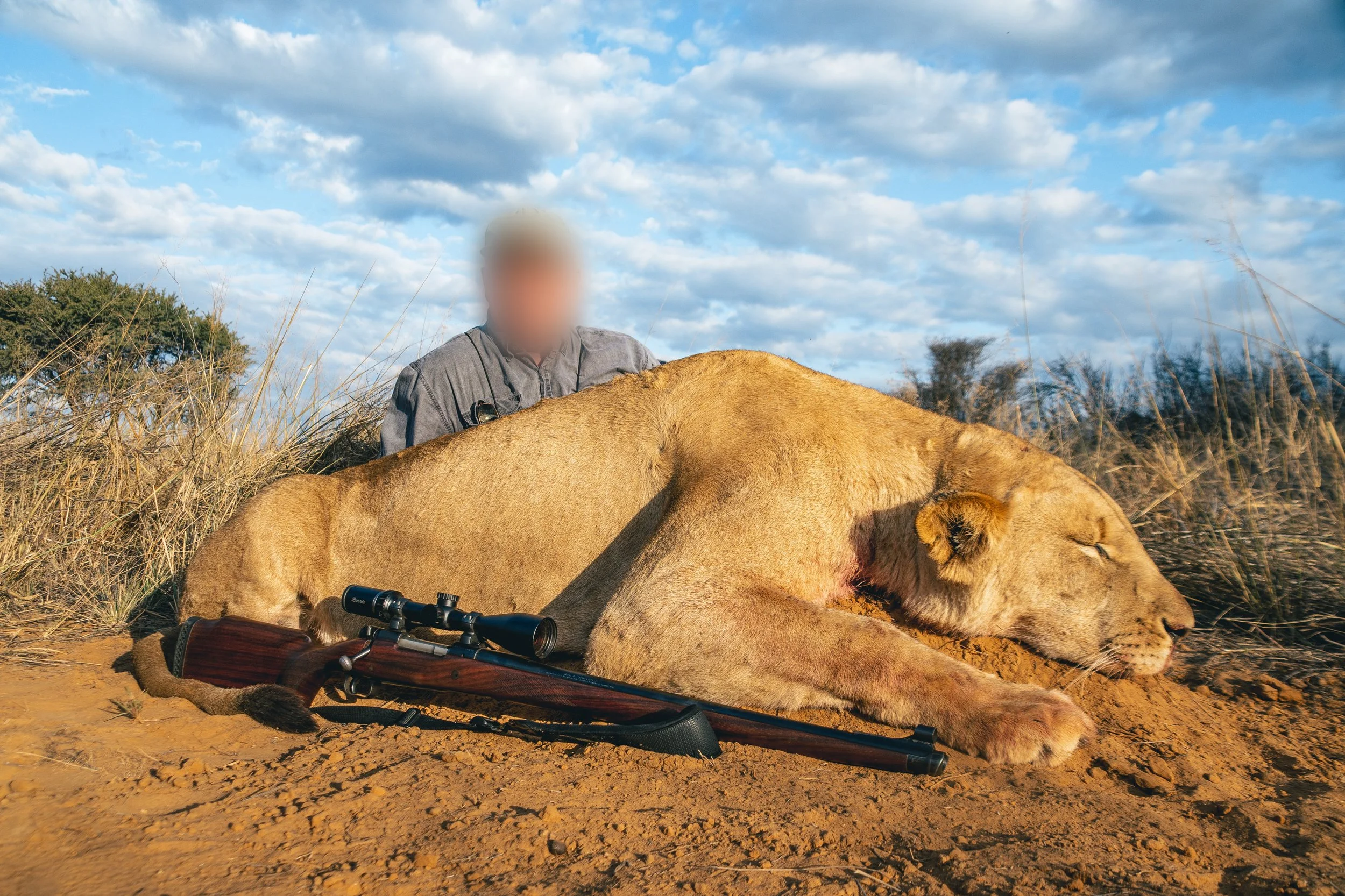 Lioness (Female) - Trophy
