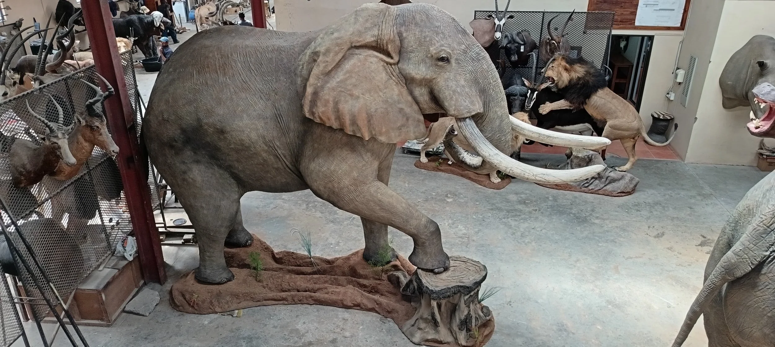 Museum display of various taxidermied animals, including a large elephant in the center, a lion to the right, and various antelopes and other animals in the background.