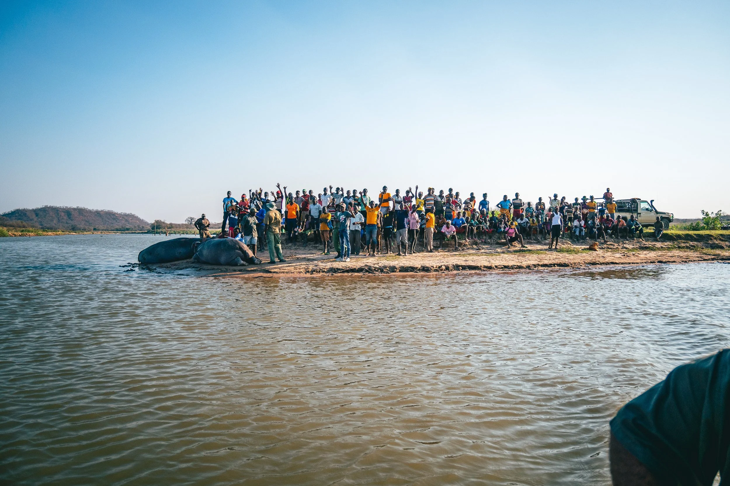 Large group of people gathered on a riverbank, some sitting and some standing, with a few in orange vests. Two dead hippos are on the edge of the water. Several vehicles are parked nearby under a clear blue sky.