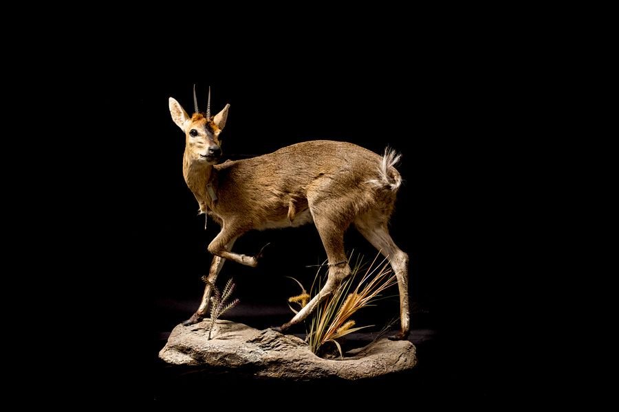 Taxidermy of a small deer or antelope standing on a rock with grass, set against a black background.
