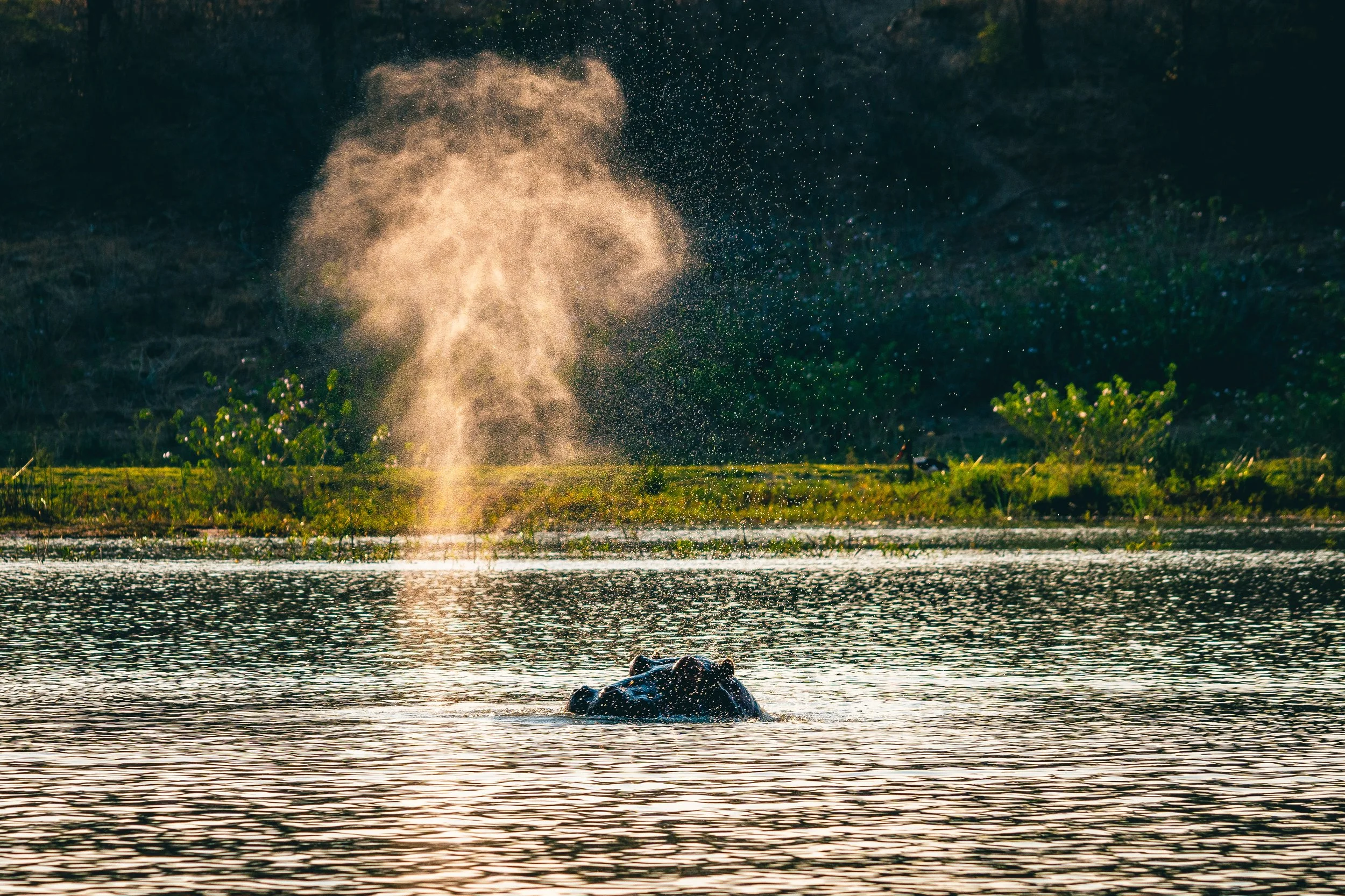 A hippopotamus partially submerged in water with its head above the surface, while water erupts from its nostrils creating a splash, in a natural setting with green vegetation in the background.