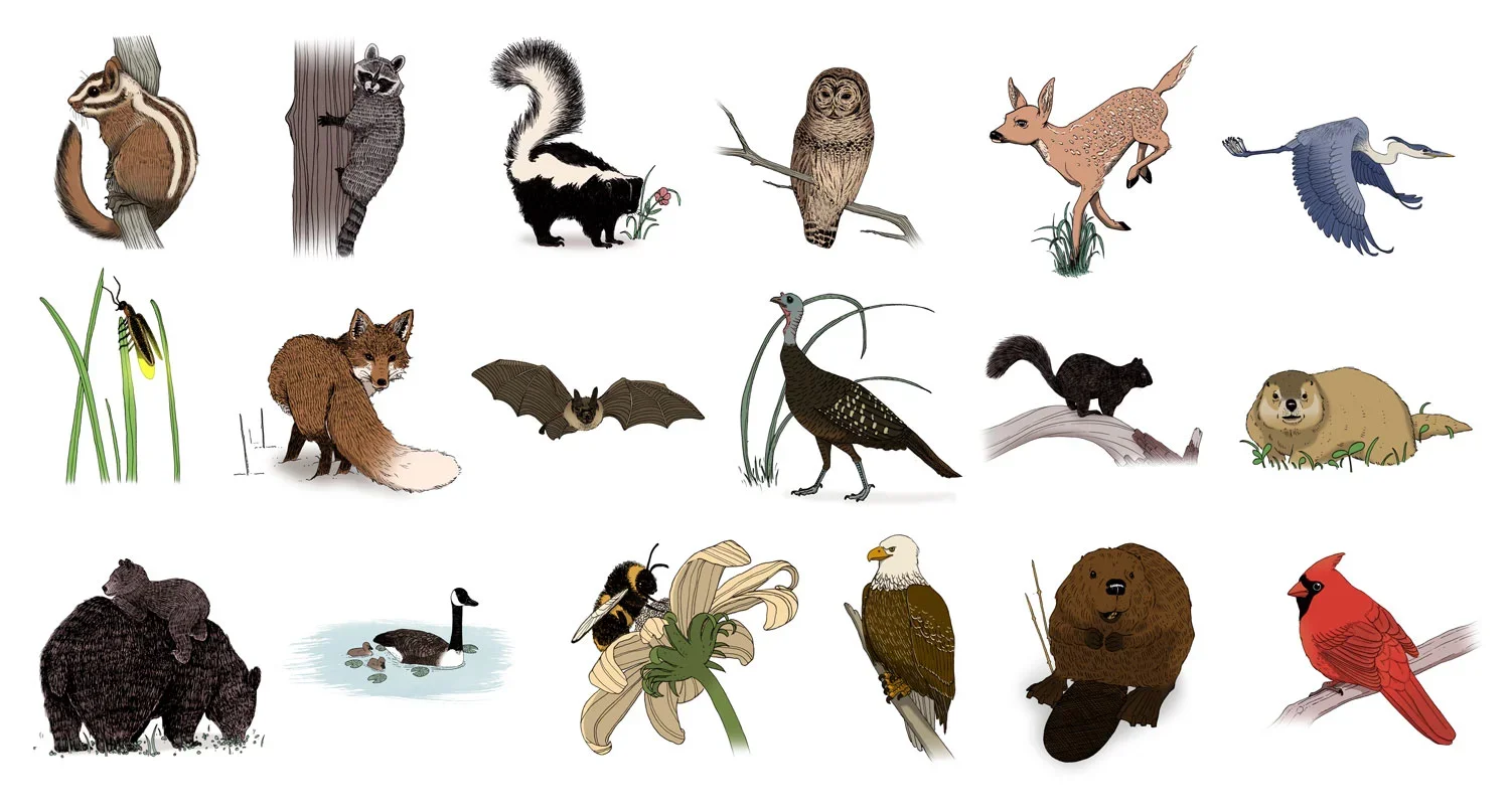 Illustration of various North American animals, including a chipmunk, raccoon, skunk, owl, deer, heron, insect, fox, bat, grouse, beaver, Canada goose, bee, bald eagle, bear, and cardinal.