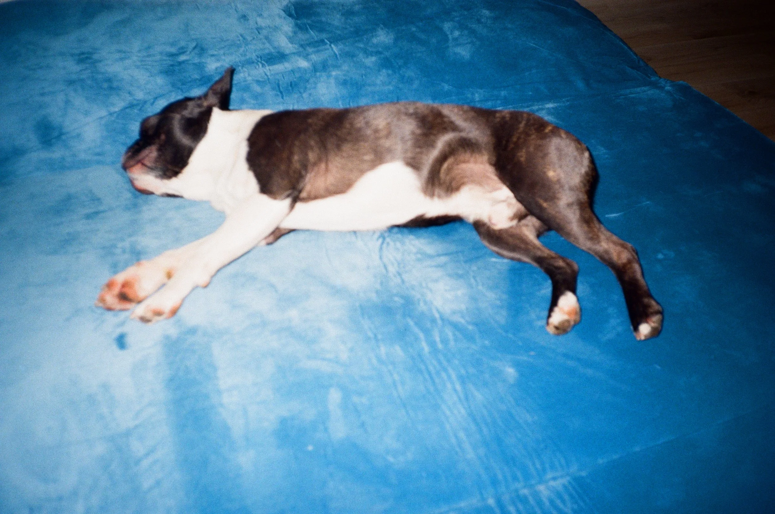 Un jeune chien allongé sur un matelas bleu