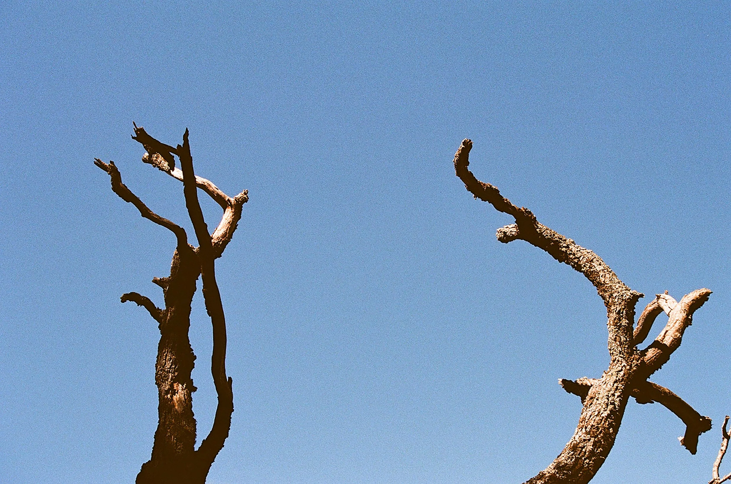 Deux arbres morts sans feuilles contre un ciel bleu clair.
