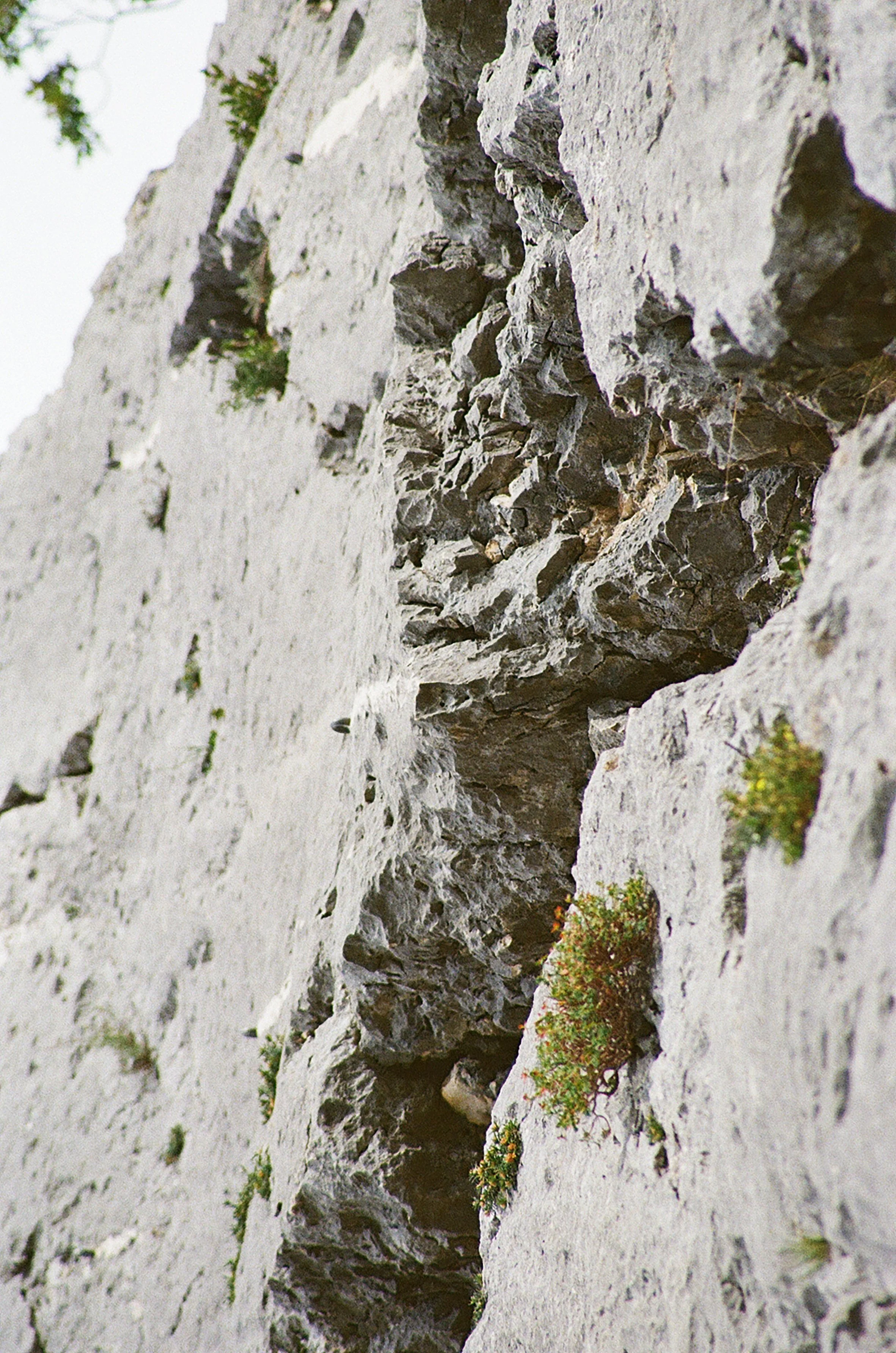 Une roche blanche avec des fissures et de petites plantes qui poussent dans des crevasses.