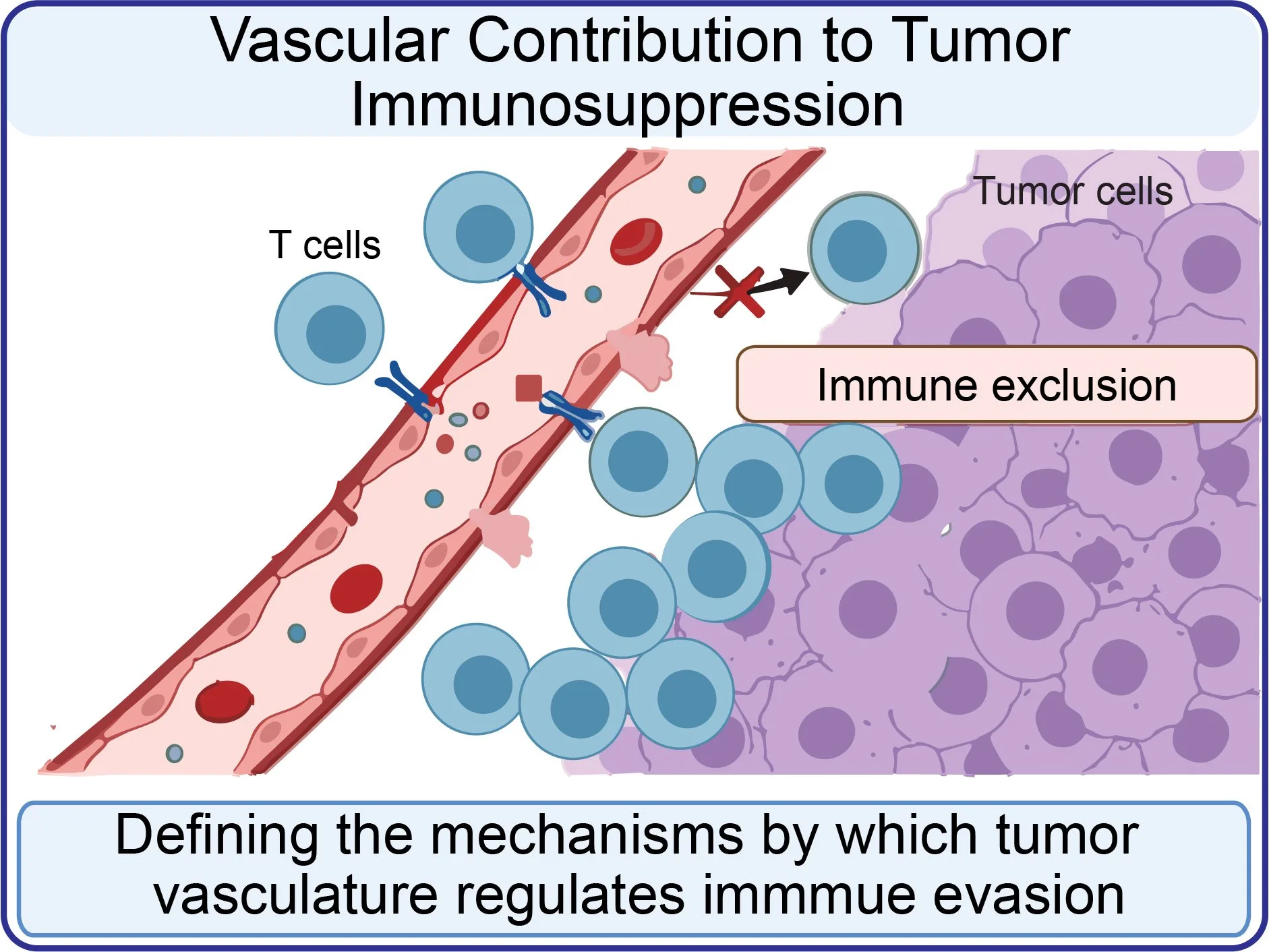 Diagram showing how tumor vasculature contributes to immune suppression, with T cells attempting to attack tumor cells outside the bloodstream and immune exclusion occurring due to abnormal blood vessels.