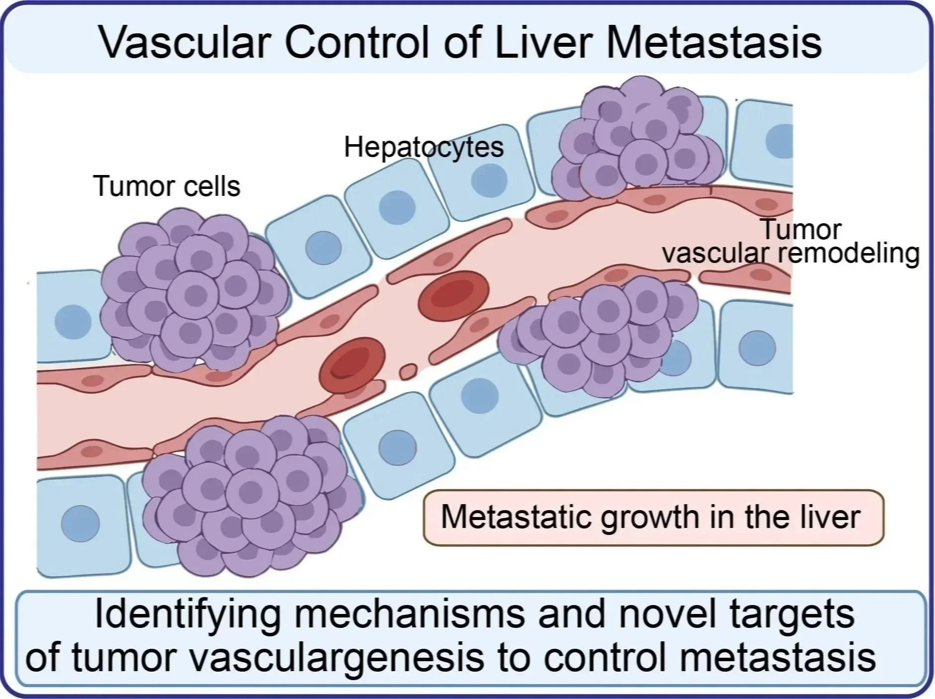 Diagram illustrating vascular control of liver metastasis showing tumor cells, hepatocytes, and blood vessels with vascular remodeling, along with labels and a text box about mechanisms and targets to control metastasis.