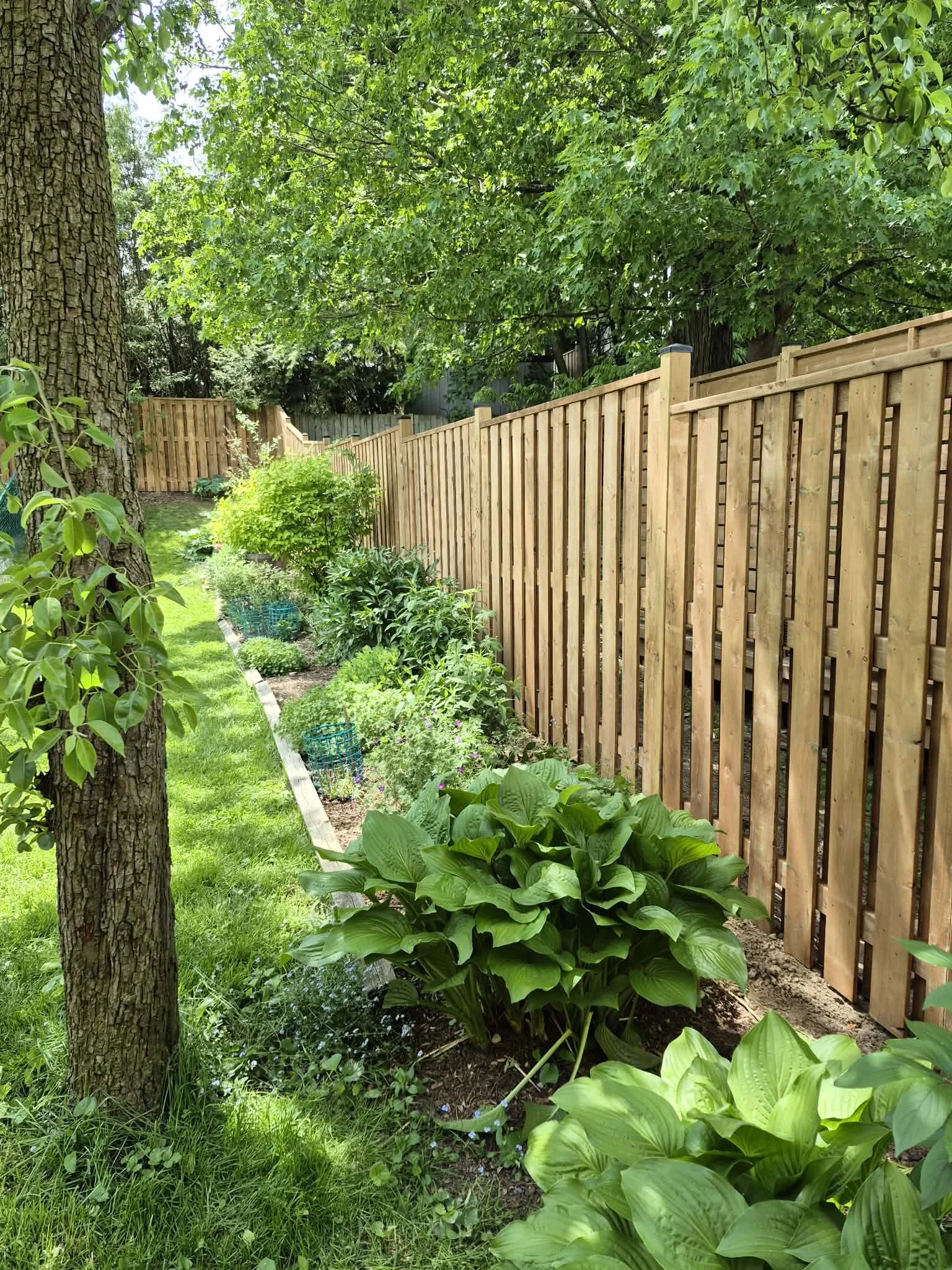 A backyard garden with lush green plants, a tall tree trunk on the left, a wooden fence on the right, and various shrubs and greenery along a narrow strip of soil, under a canopy of leafy trees.