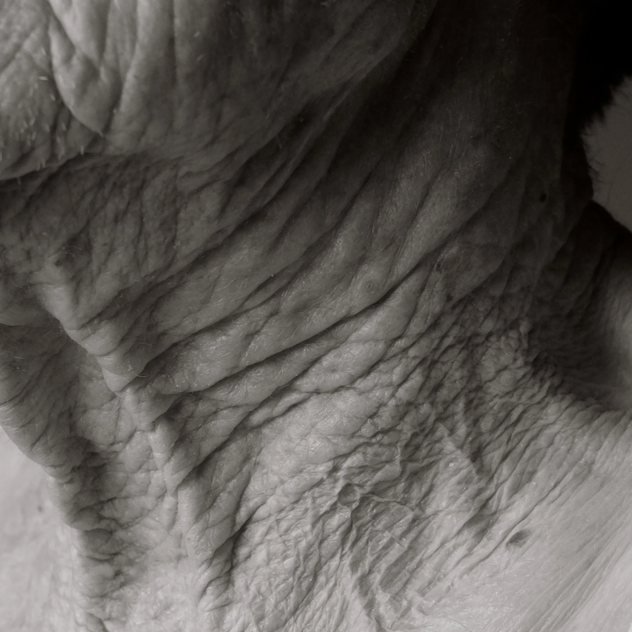 Close-up of wrinkled, textured skin in black and white.
