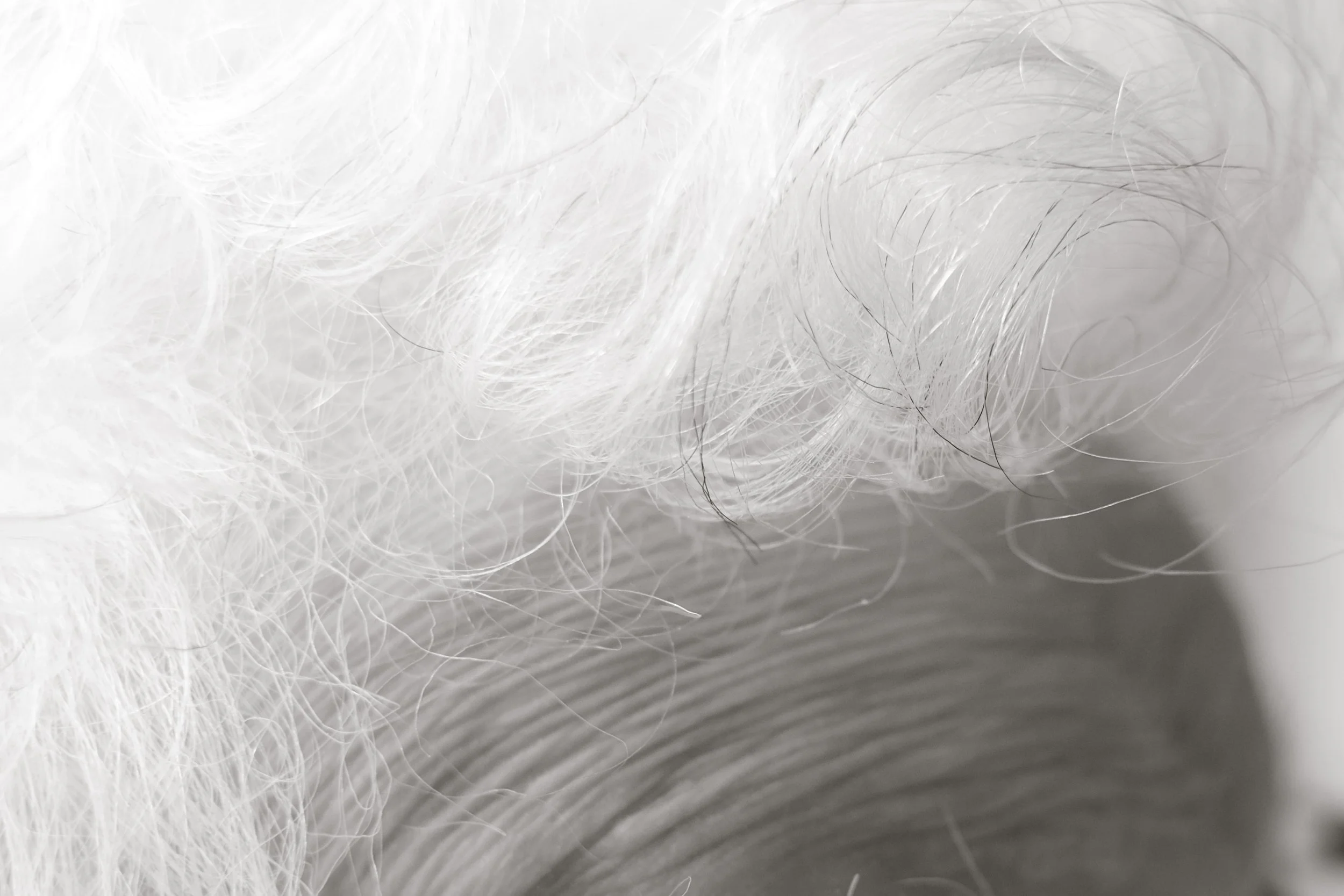 Close-up of white fluffy fur and skin with fine hairs.