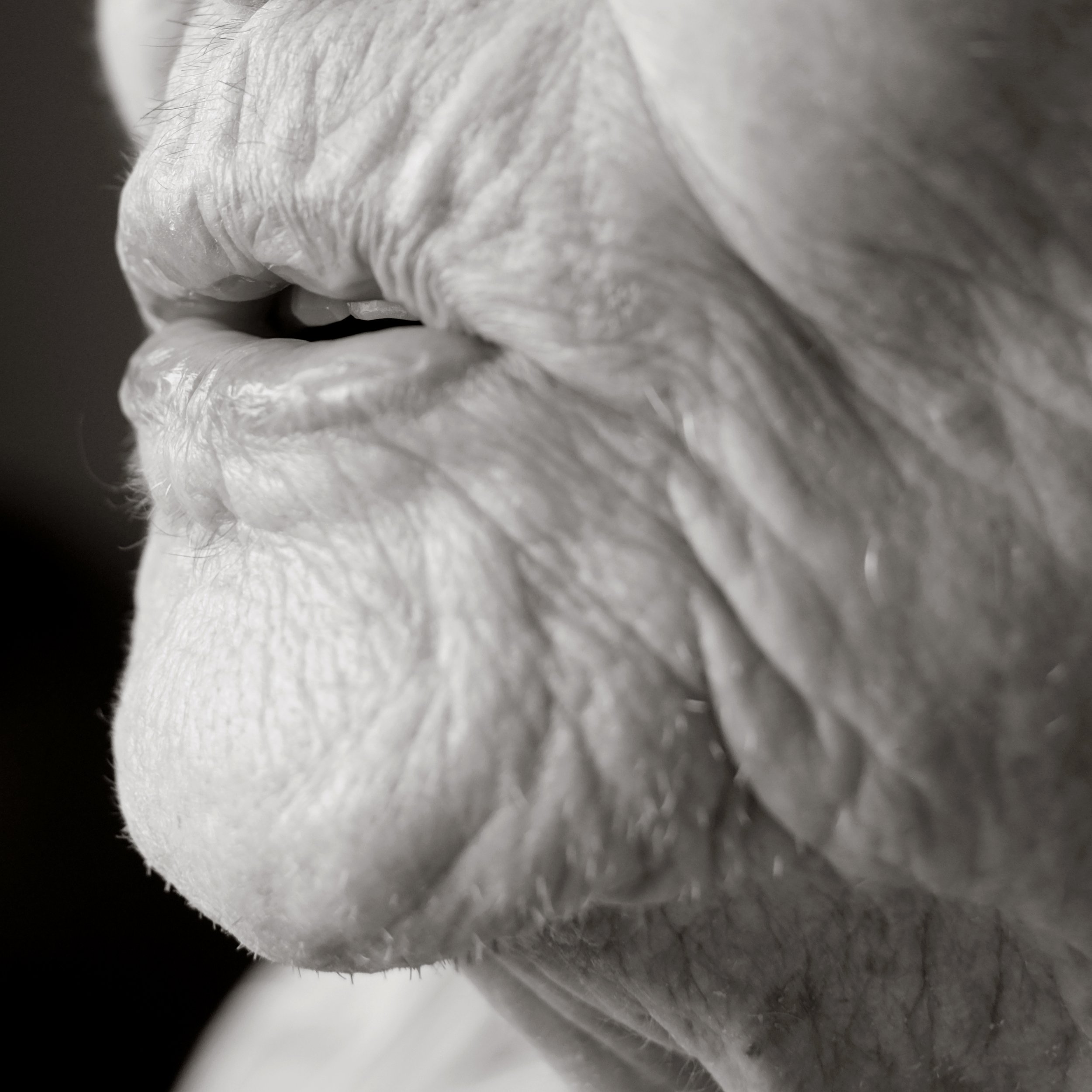 Close-up of an elderly person's mouth with visible wrinkles and thin lips, in black and white.