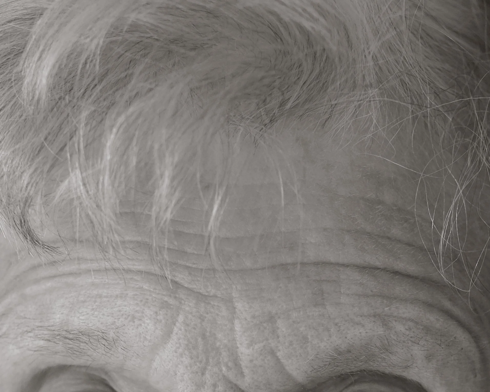 Close-up of a person's scalp and hair, showing gray or white hair strands.
