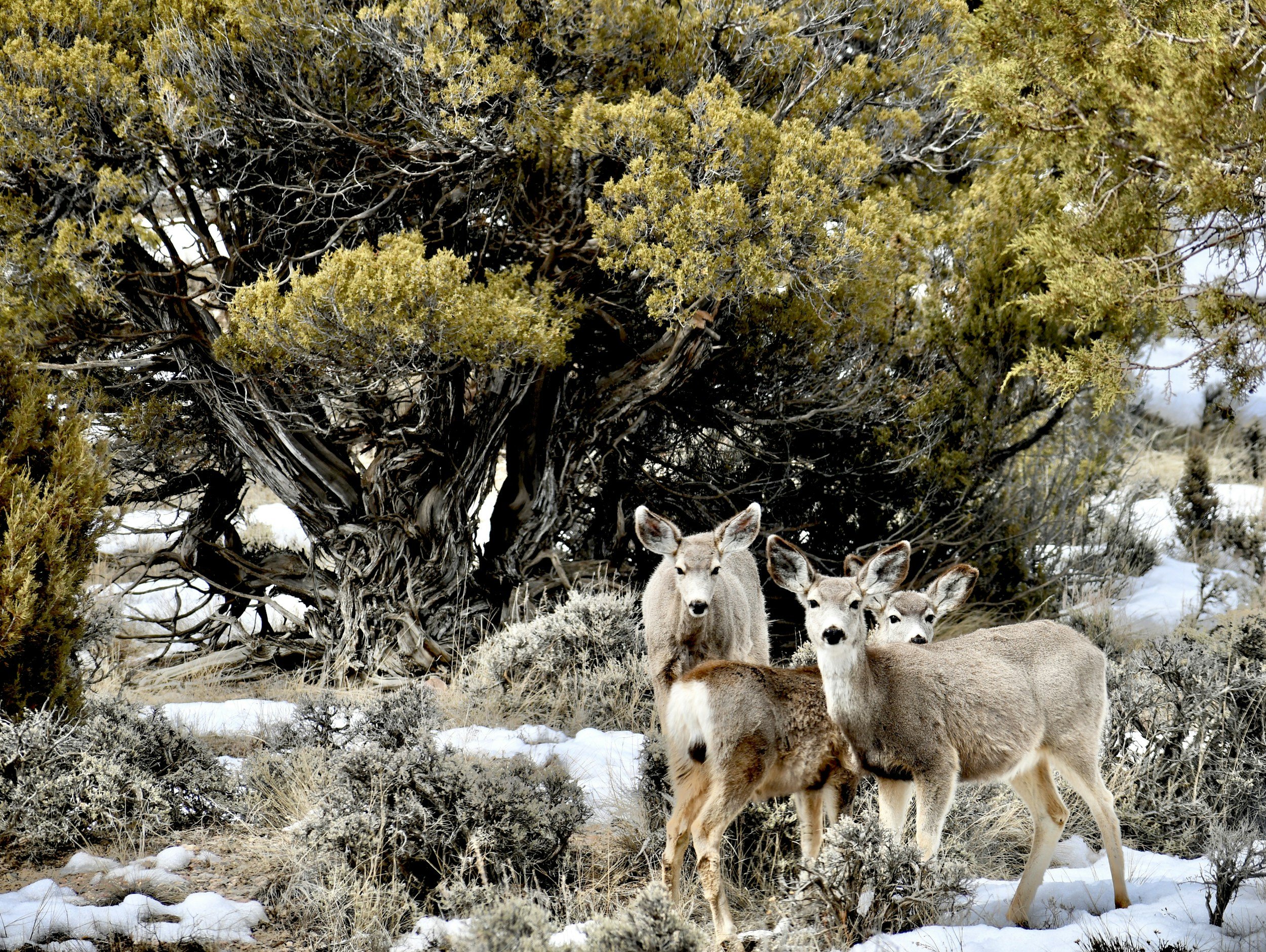 A group of four deer standing on snow-covered ground near a large, twisted tree with dense foliage in a semi-arid landscape.