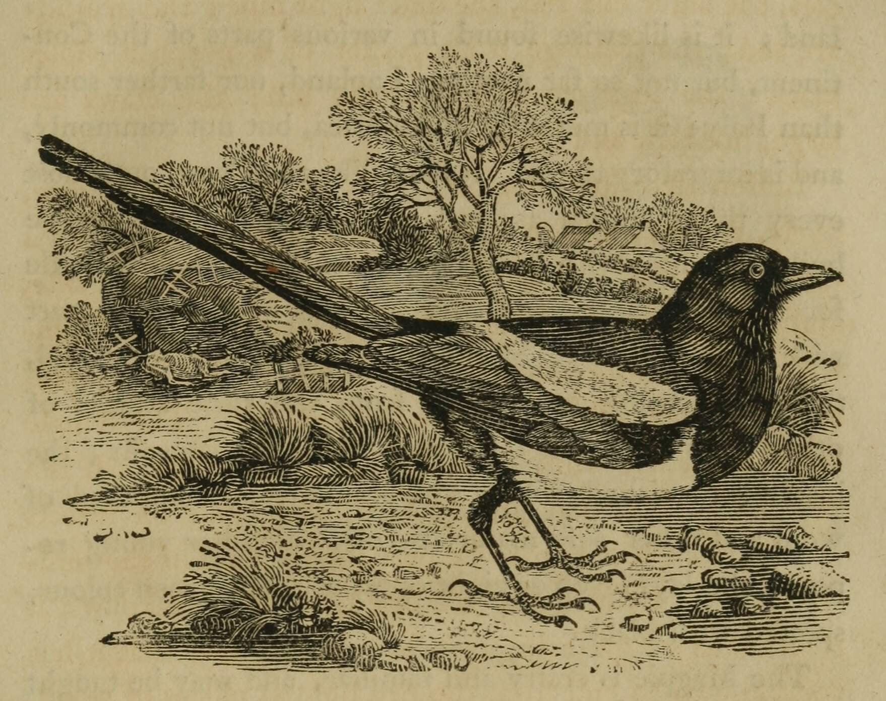 magpie2.jpg