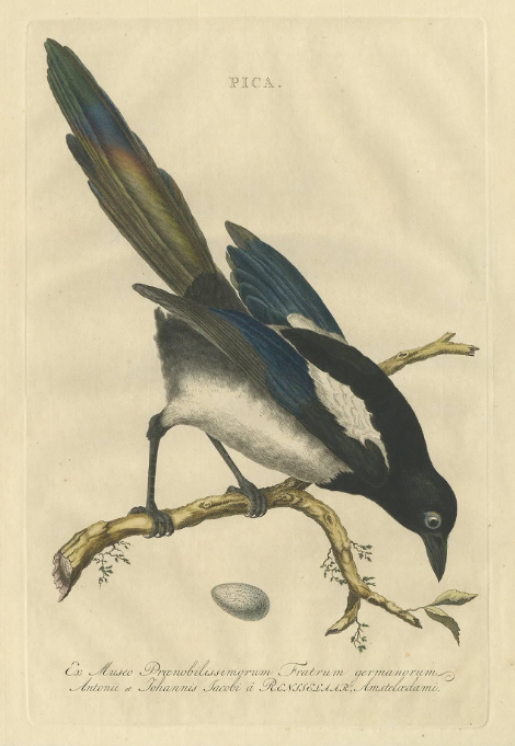 magpie.png