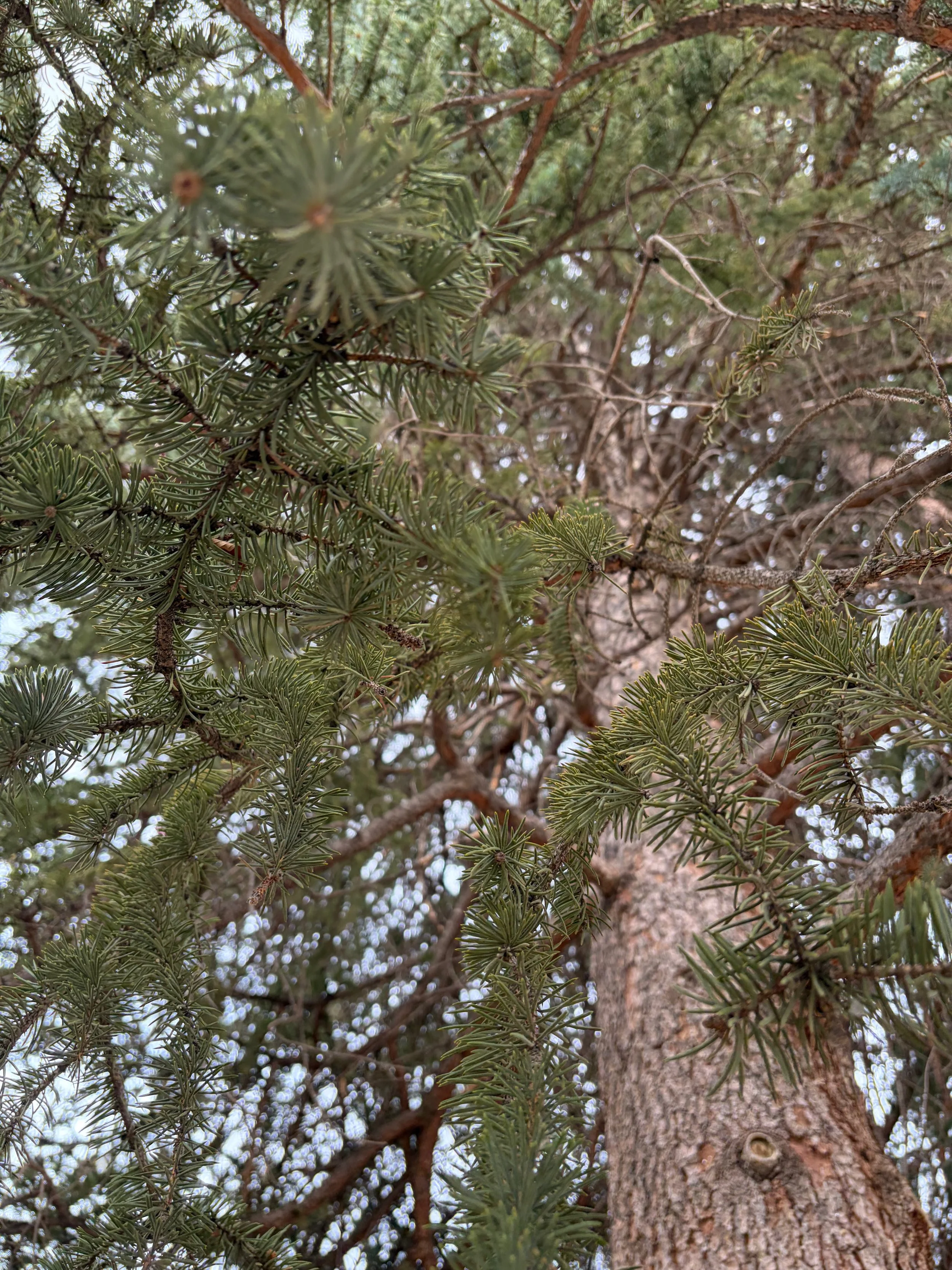 Close-up view of pine tree branches with green pine needles, looking upward at the trunk and more branches in the background.