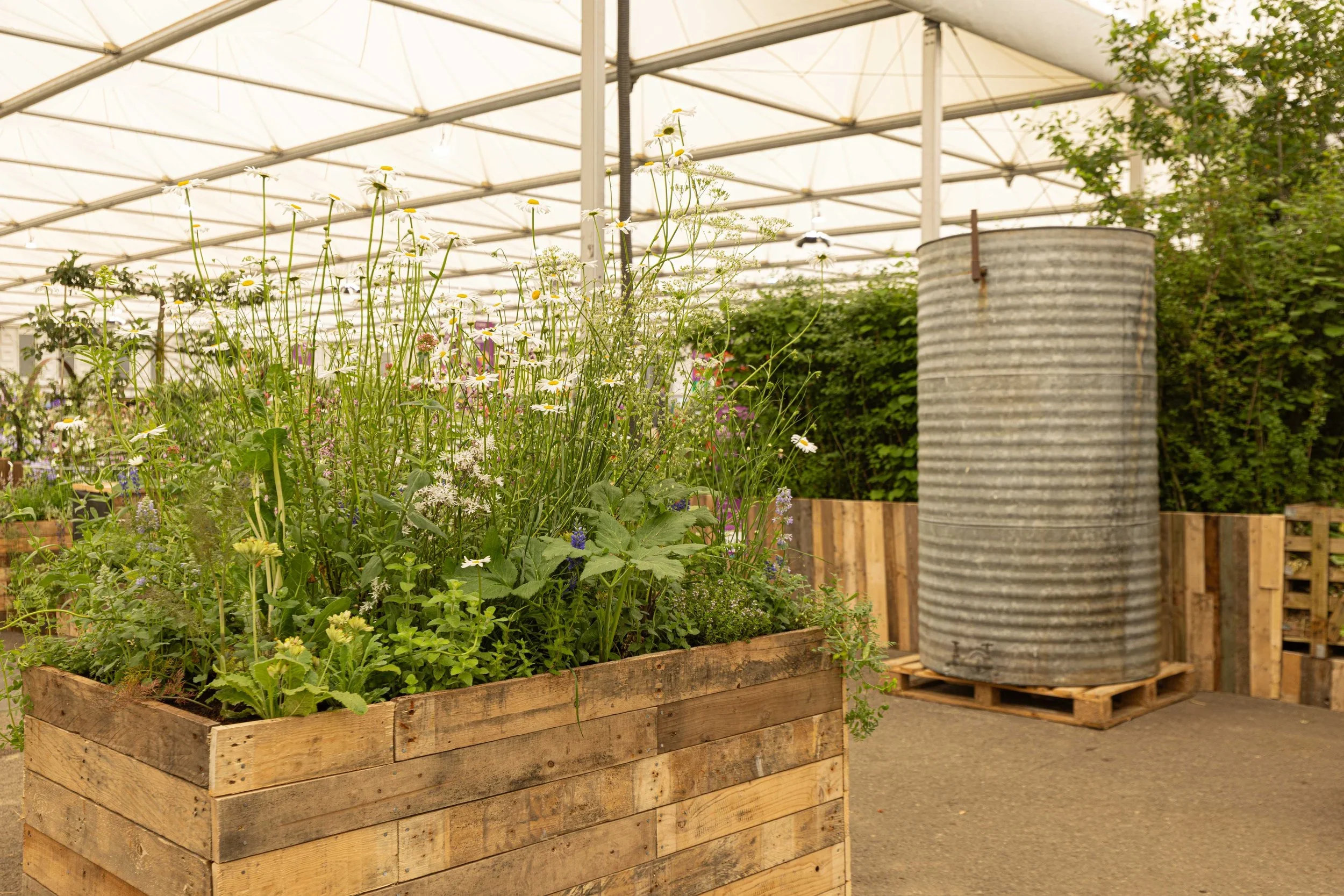 RHS Chelsea, 2024