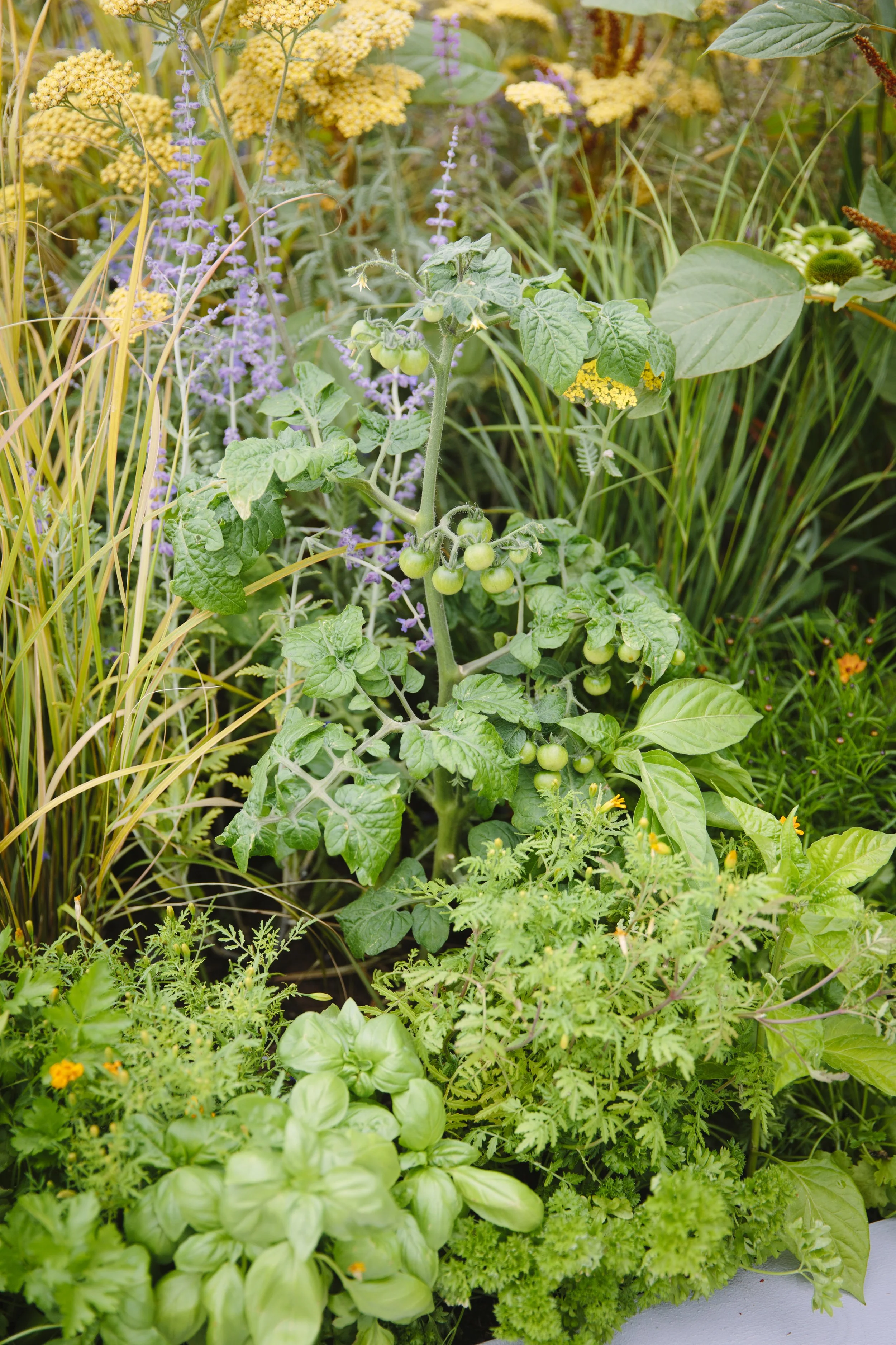 In this planting: Tomato, Basil, Parsley, and Chilli peppers, Tagetes, Coreopsis, Perovskia, Achillea, Anemanthele and Echinacea