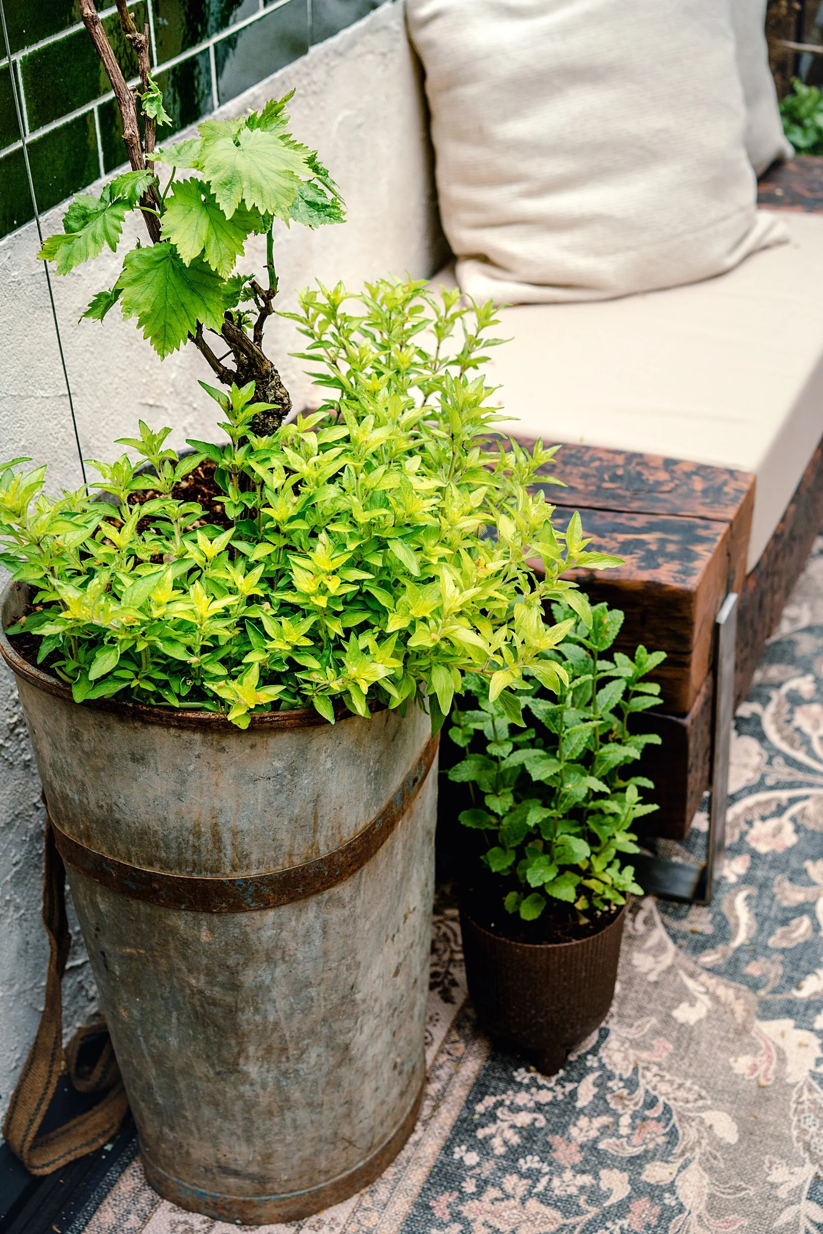 Container planting ‘Alight Here’ Balcony Garden, Chelsea Flower Show 2023