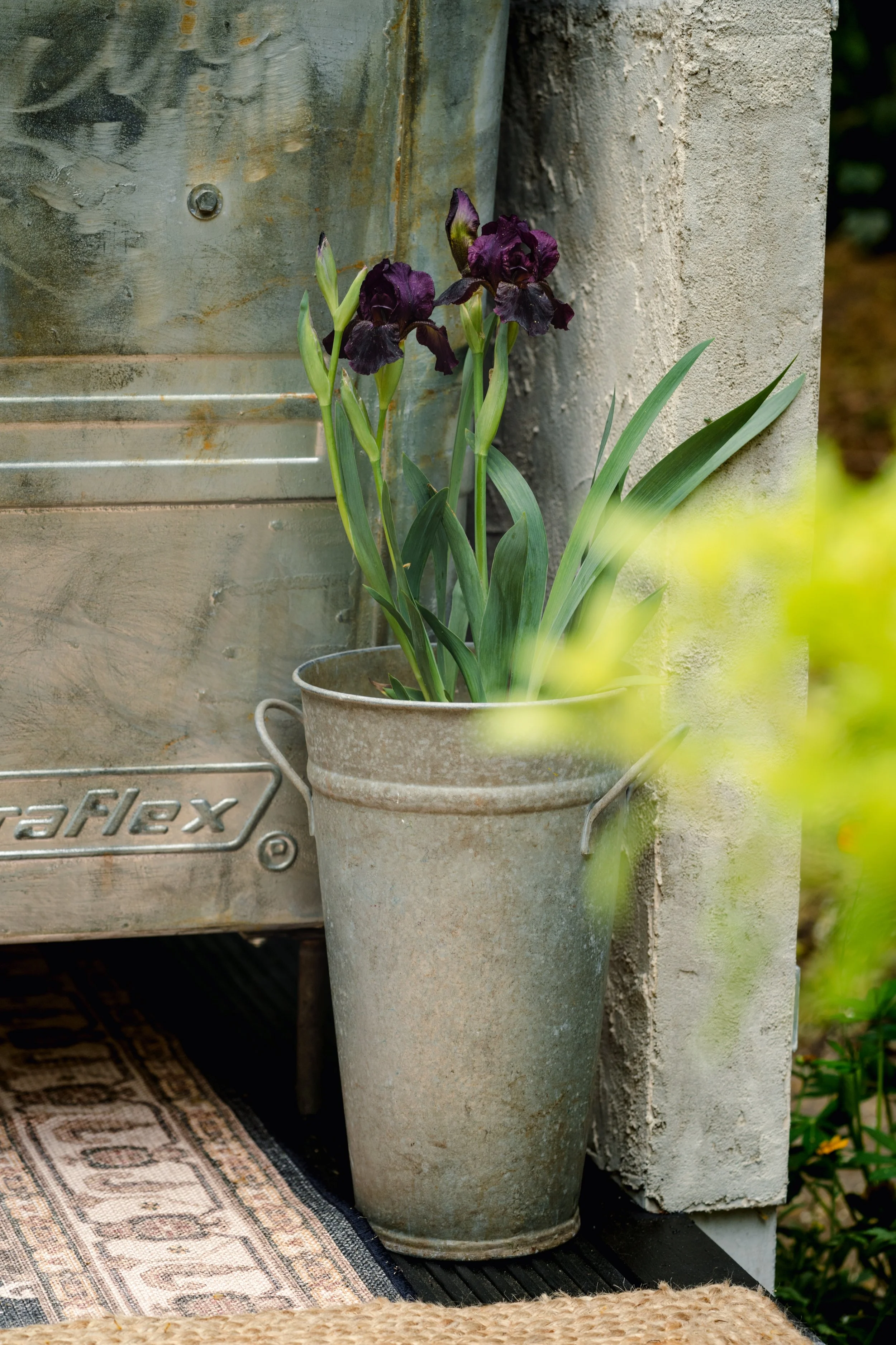 Galvanised container planted with an iris on balcony garden Chelse Flower Show 2023