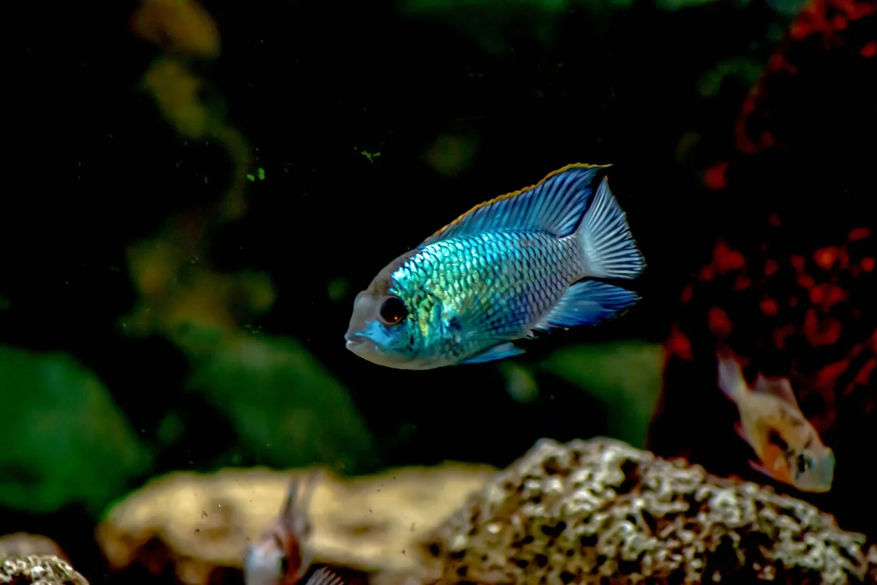 acara azul electrico - Andinoacara pulcher