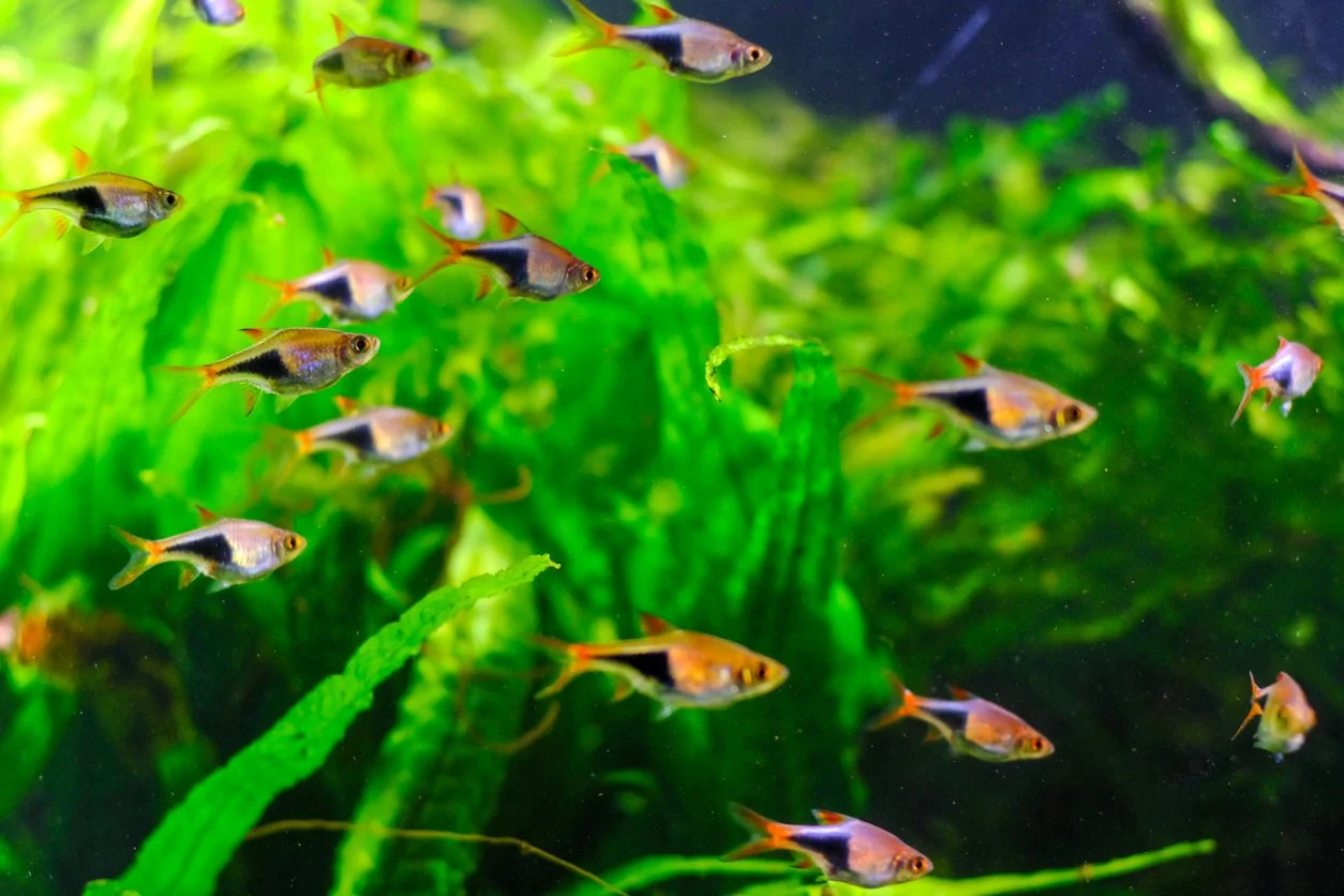 rasbora arlequín - Trigonostigma heteromorpha